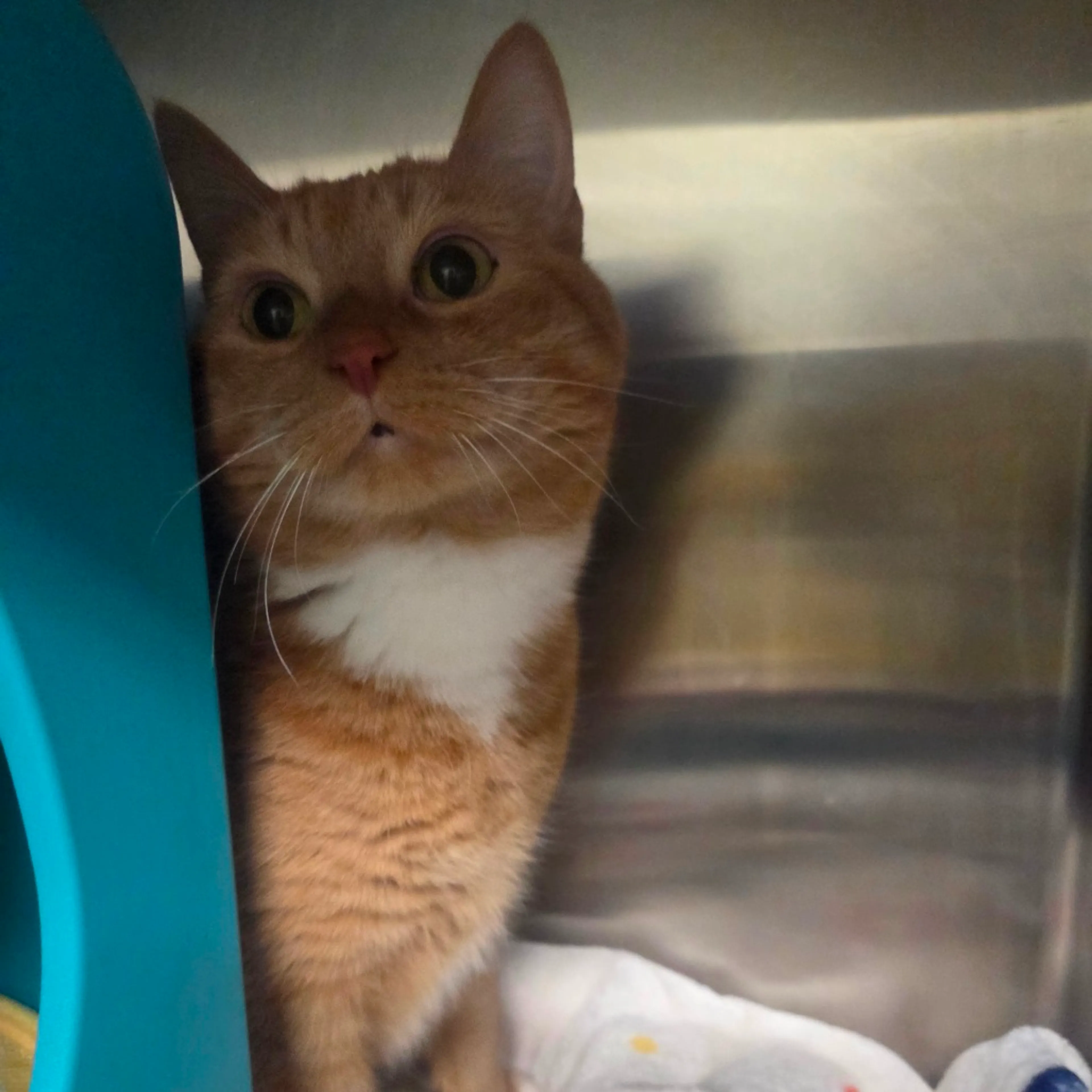 Found pet