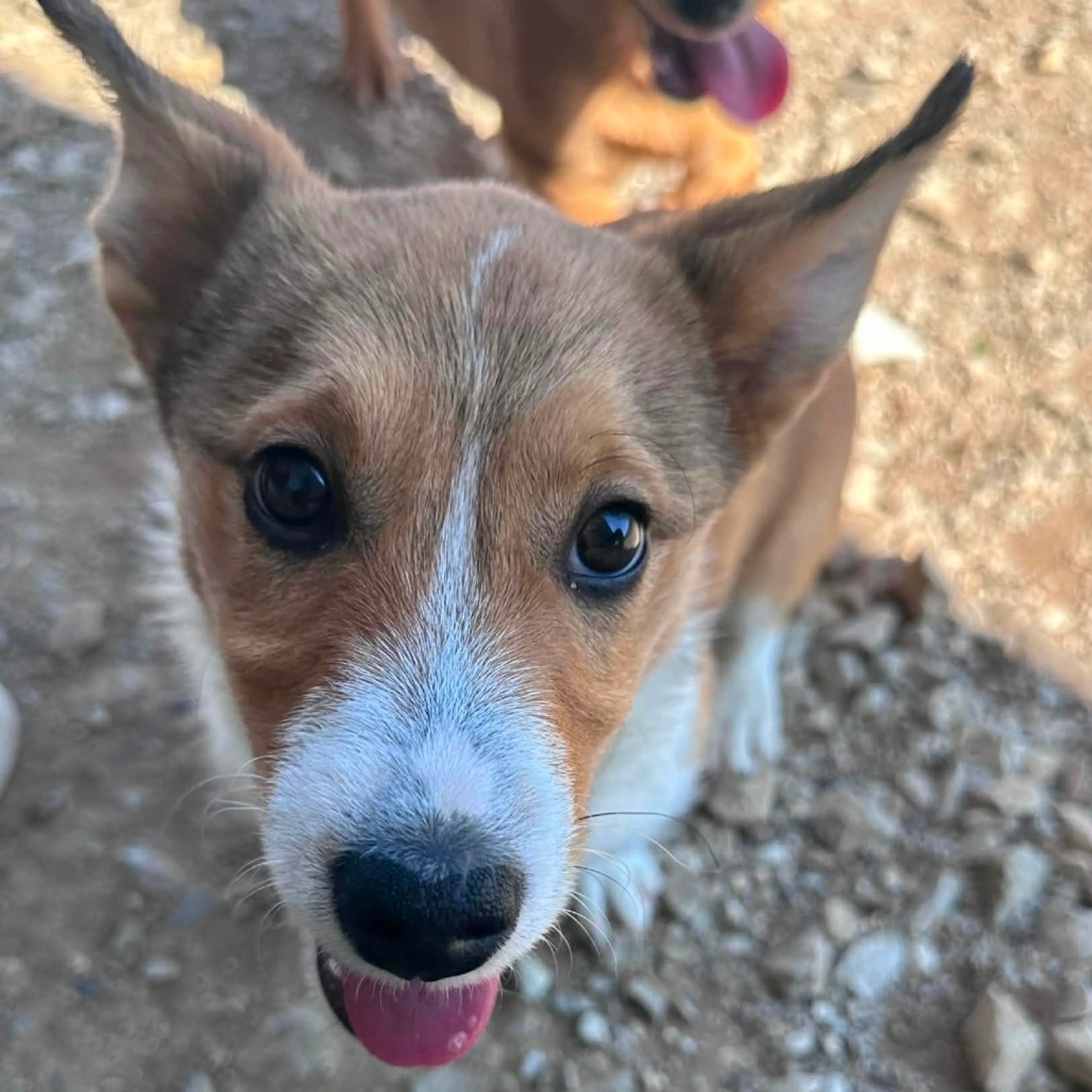 Found pet-4