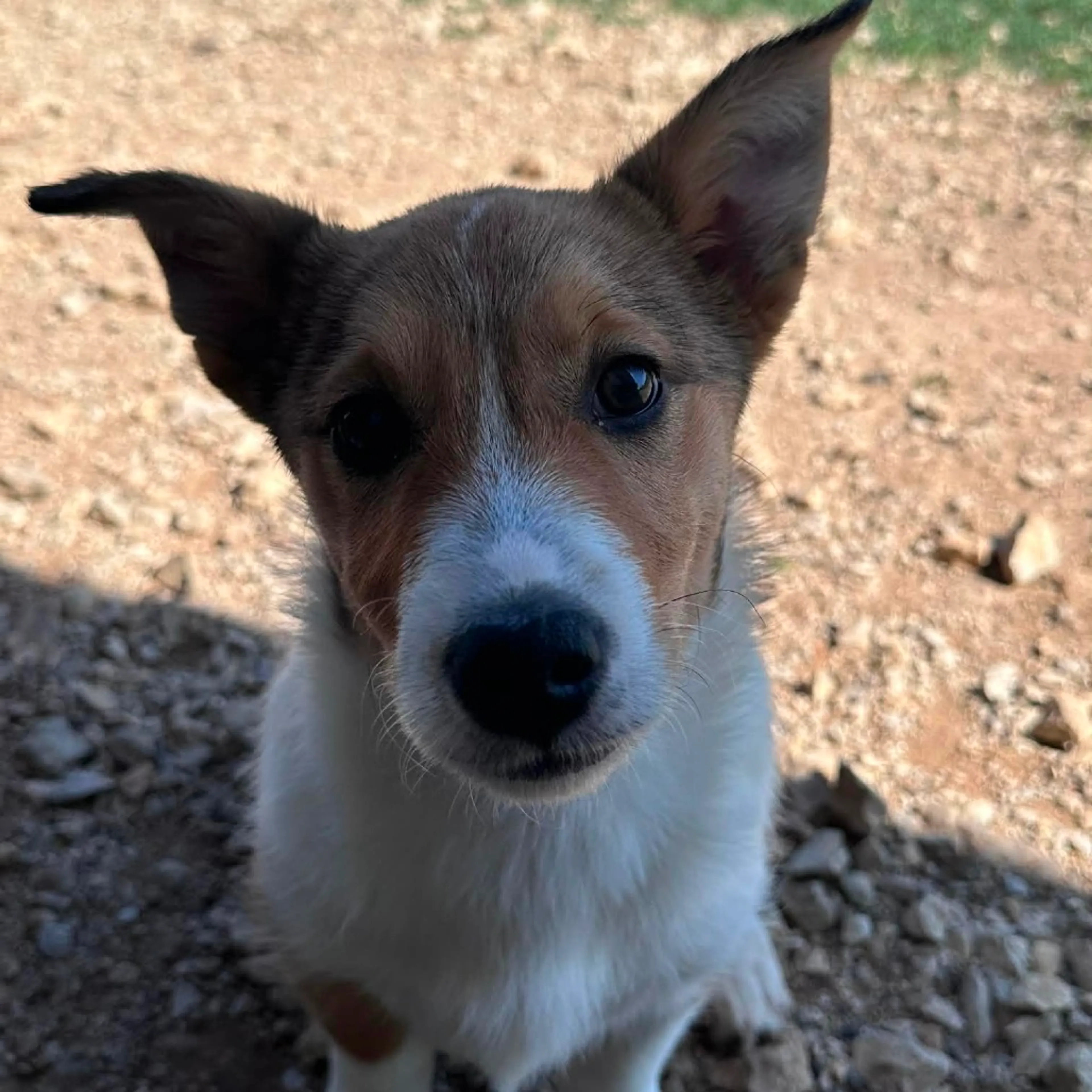Found pet-6