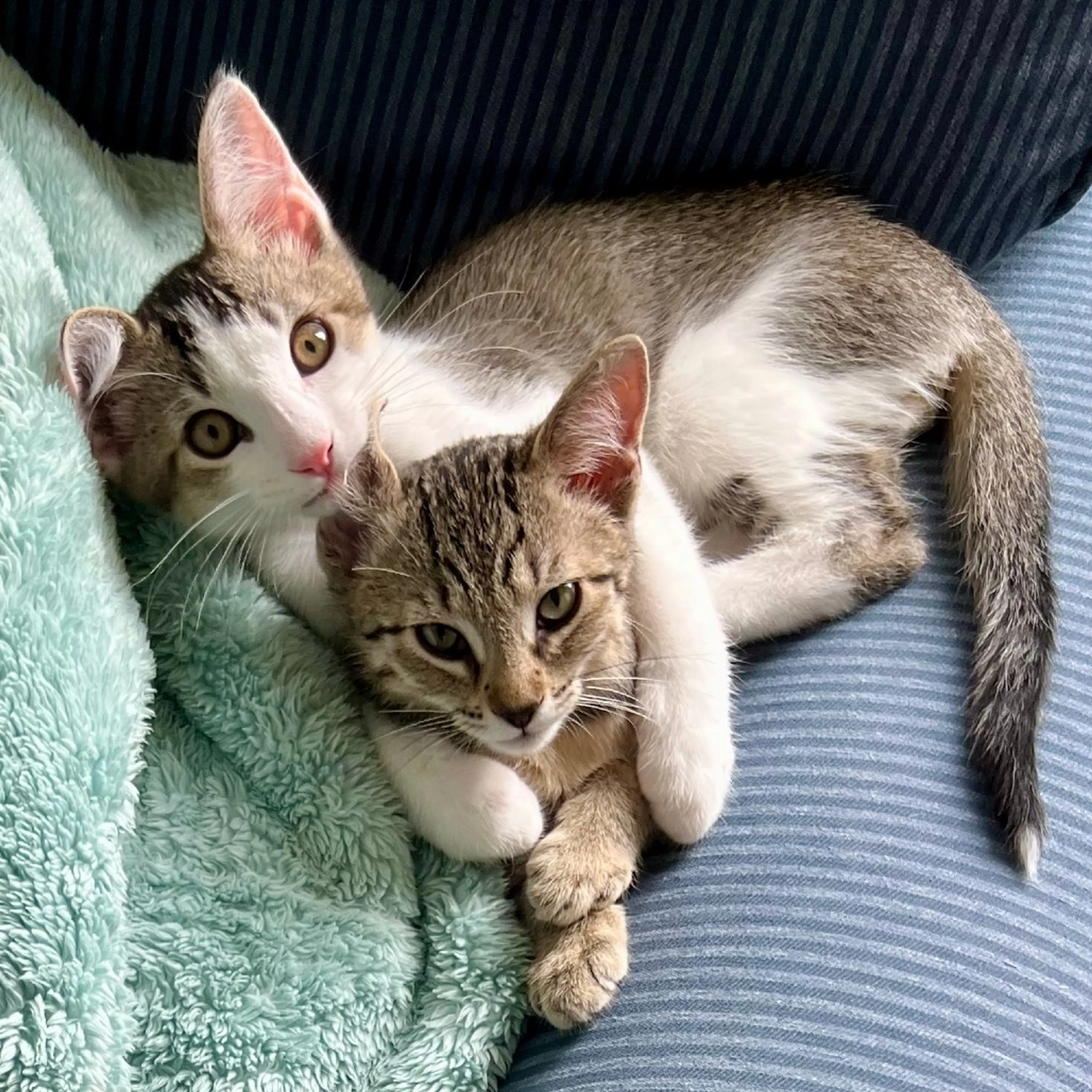 Found pet-1