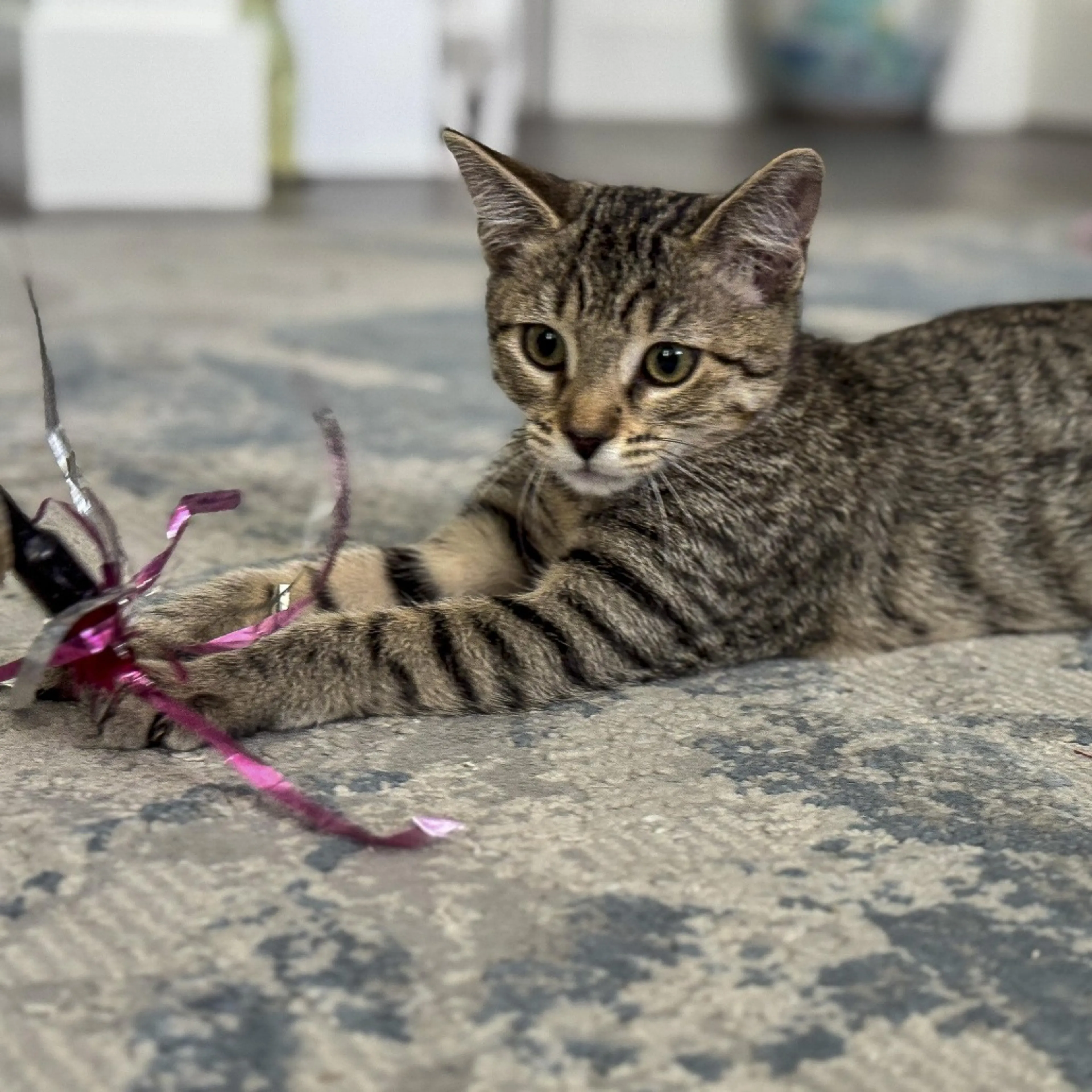Found pet-0