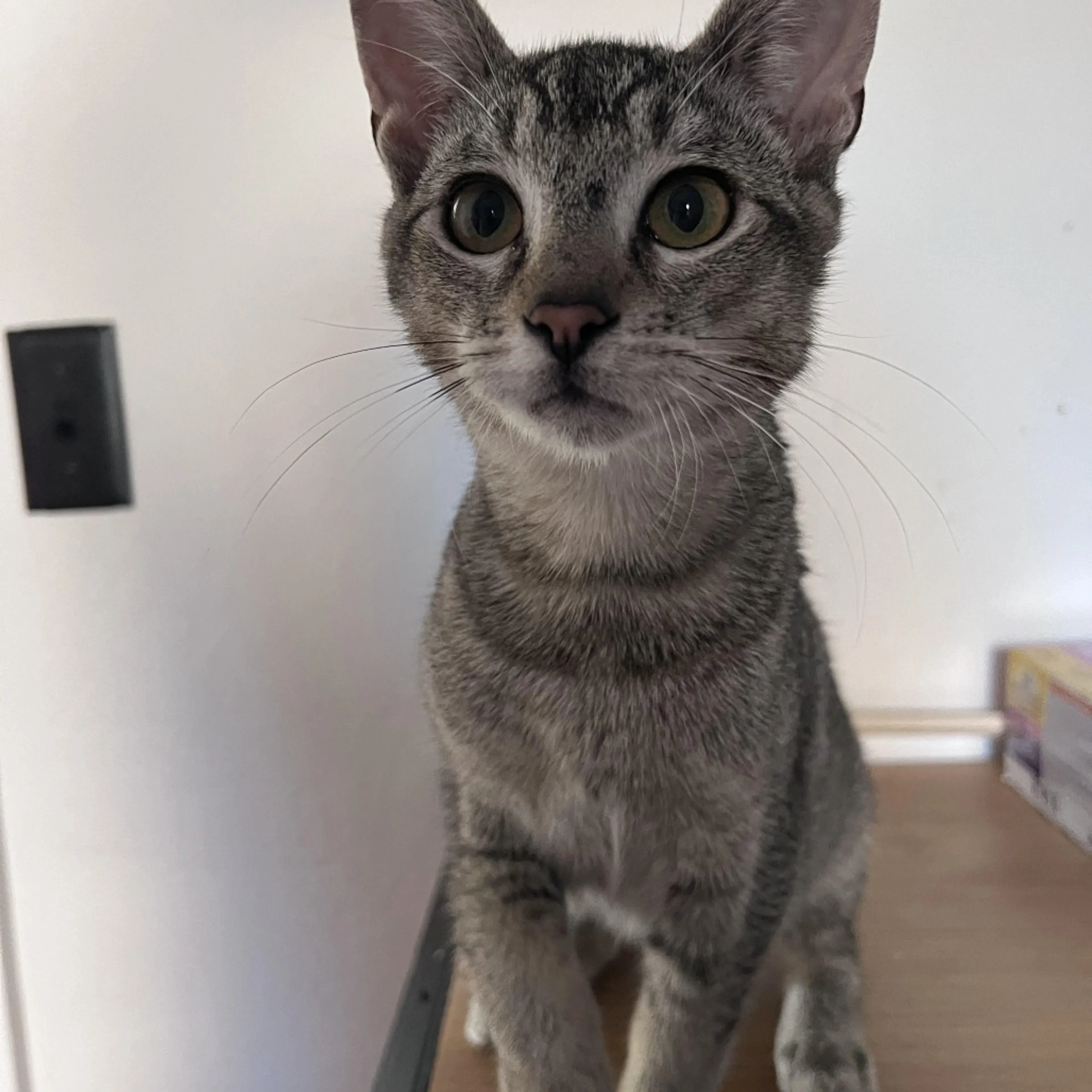 Found pet-0