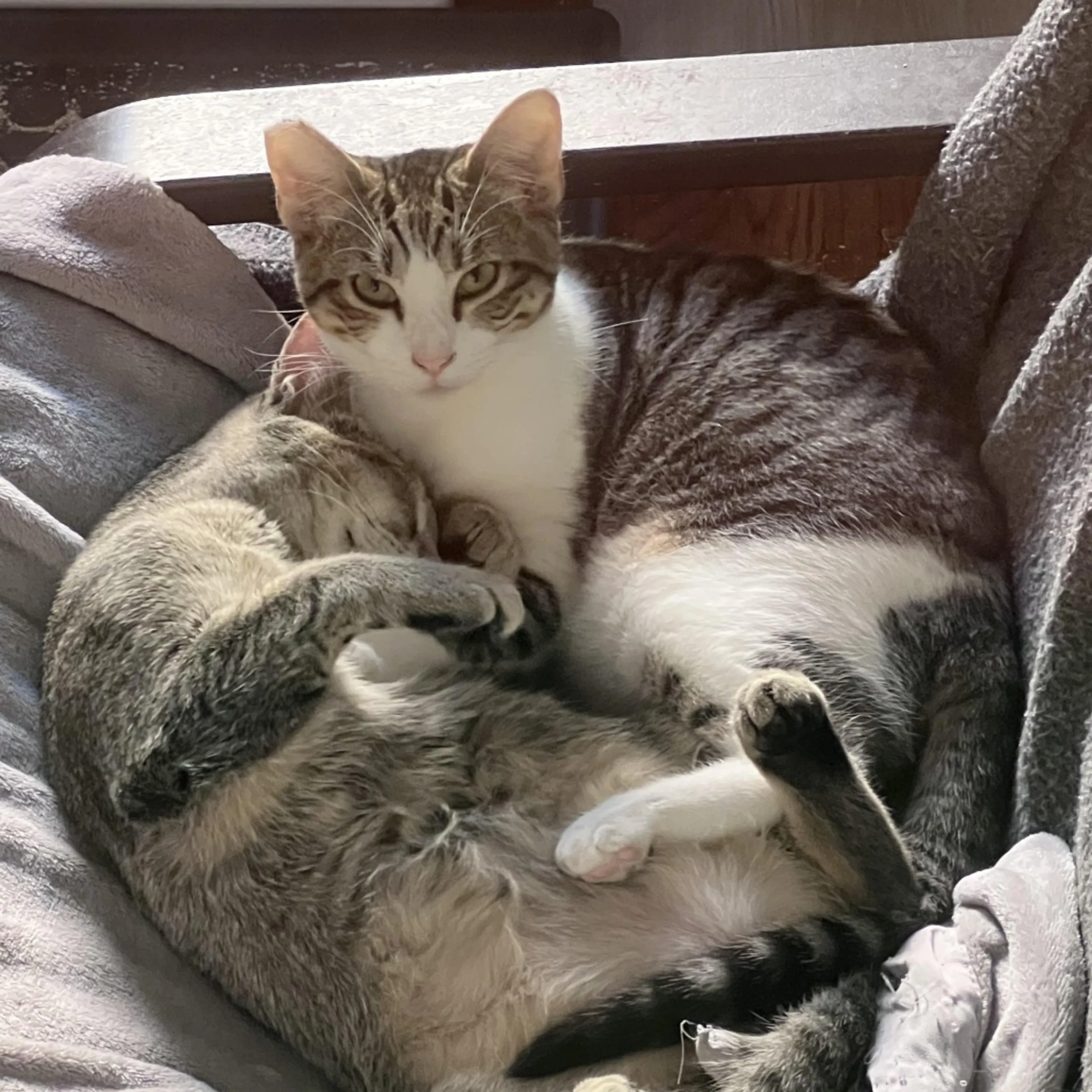 Found pet-1