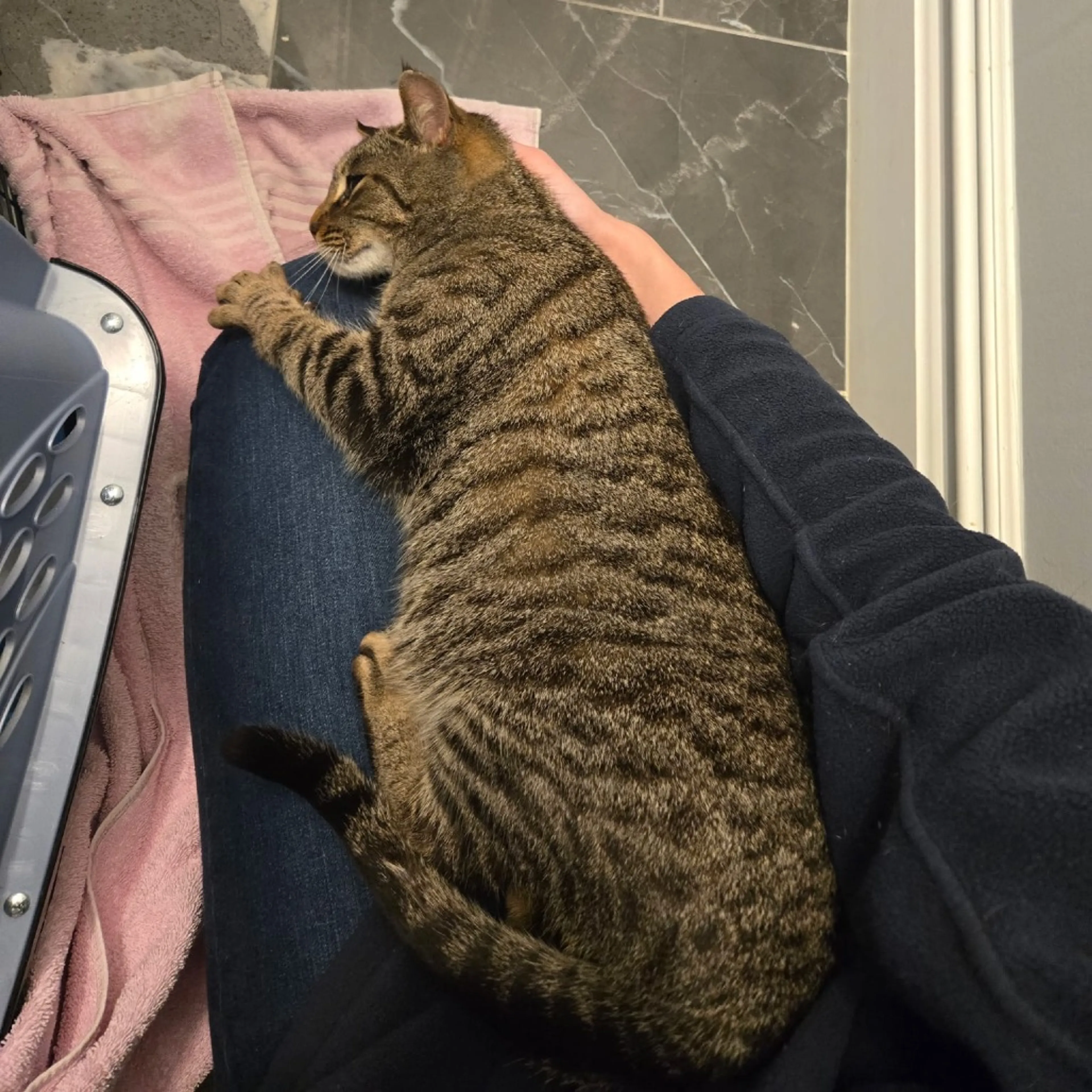 Found pet-1