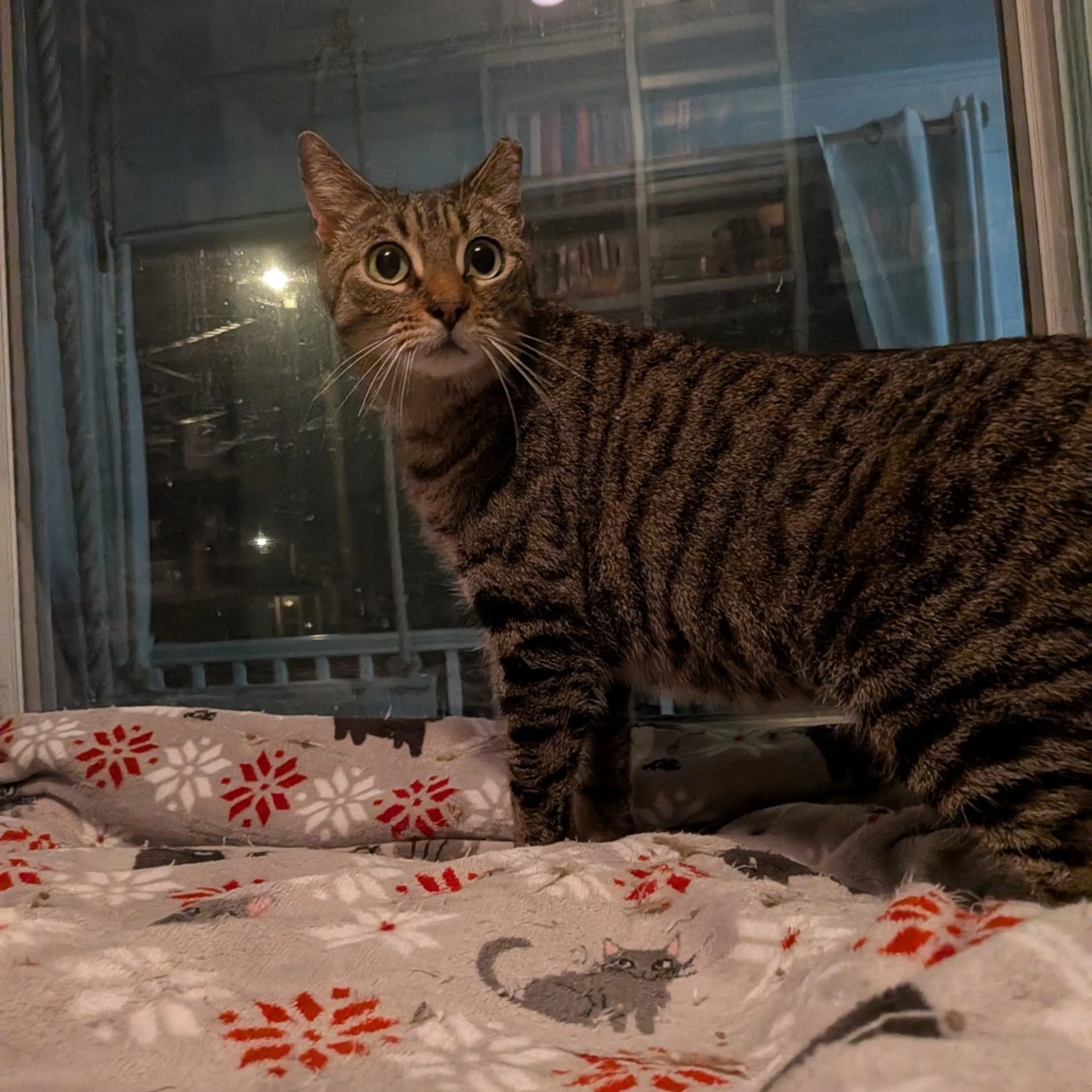 Found pet-2