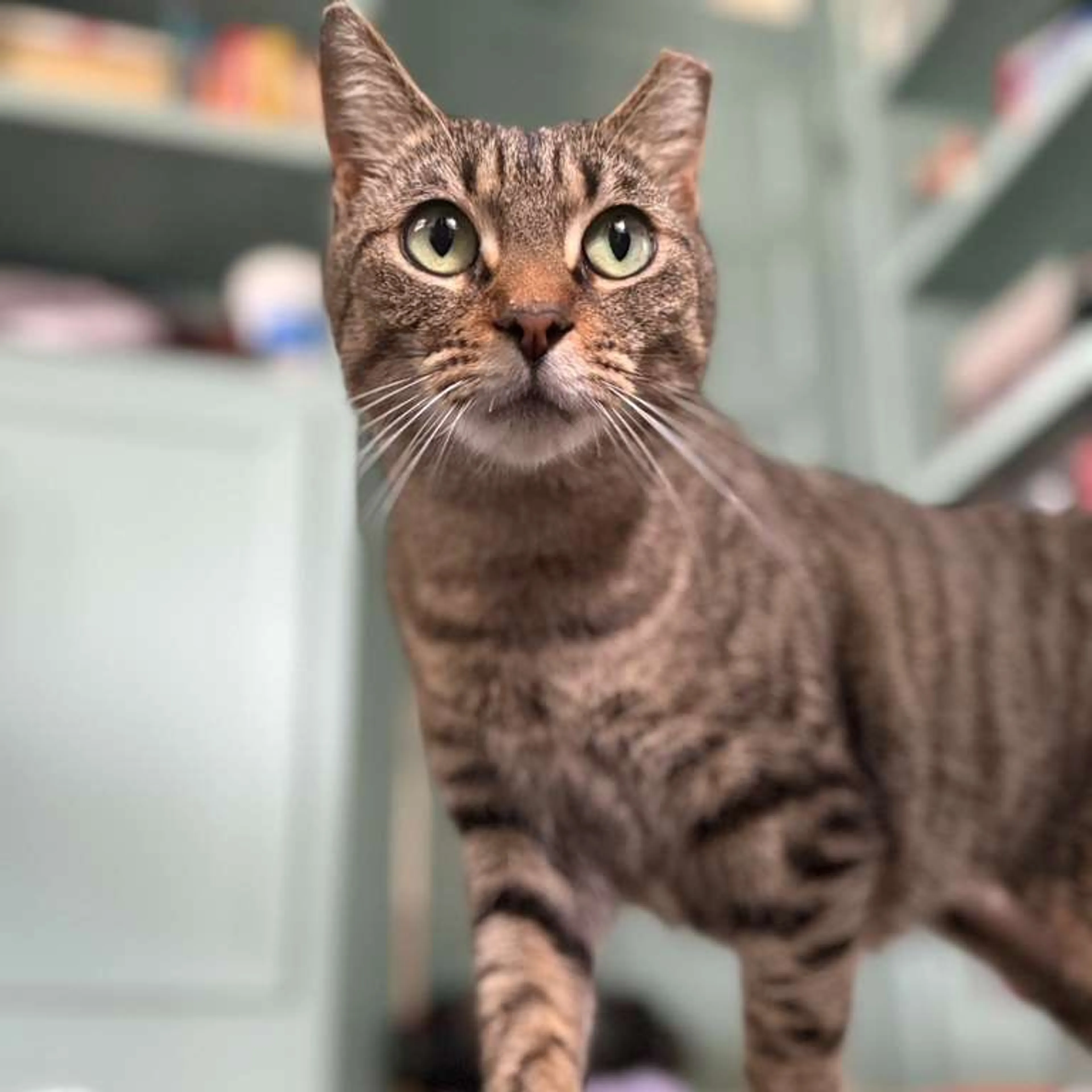 Found pet-3