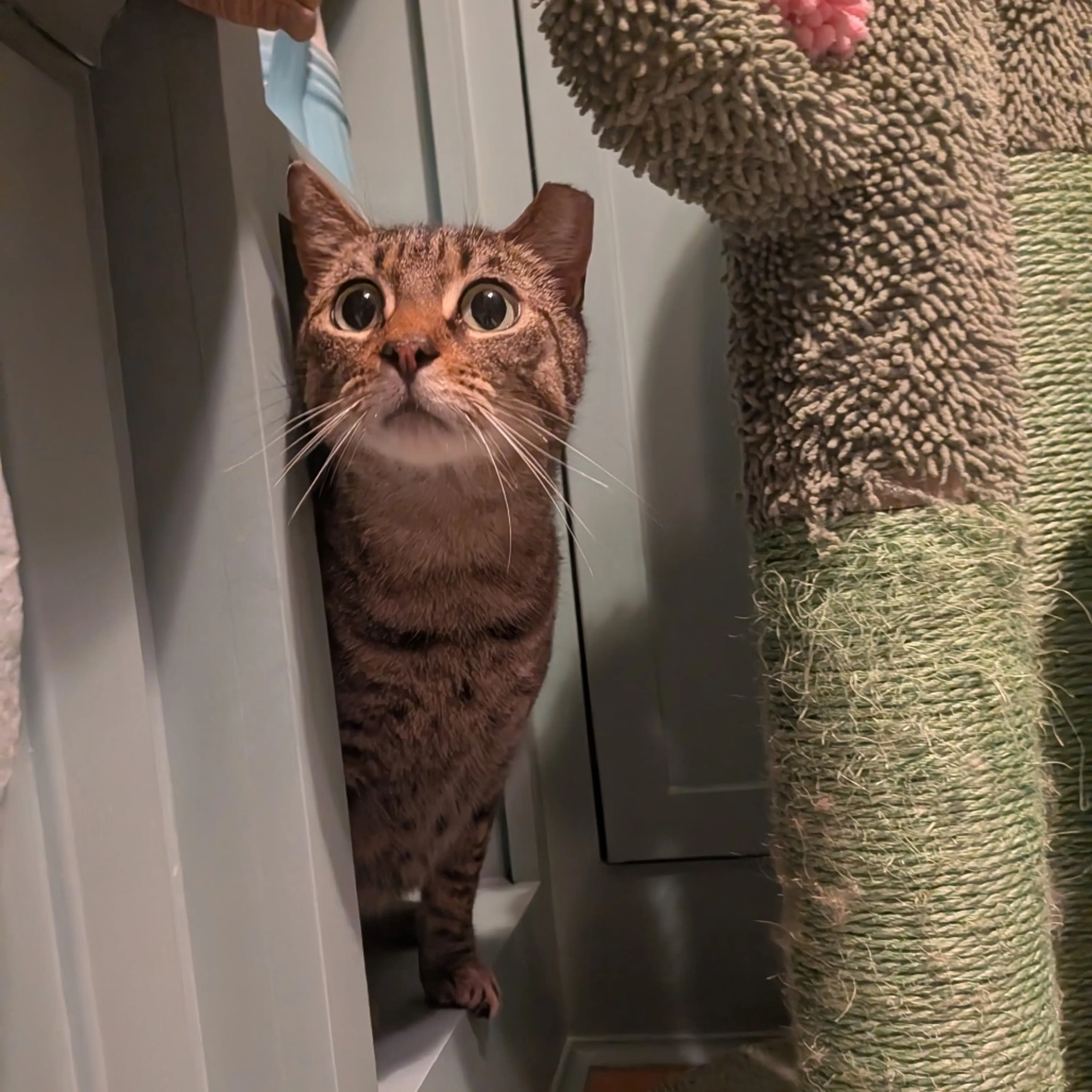 Found pet-0