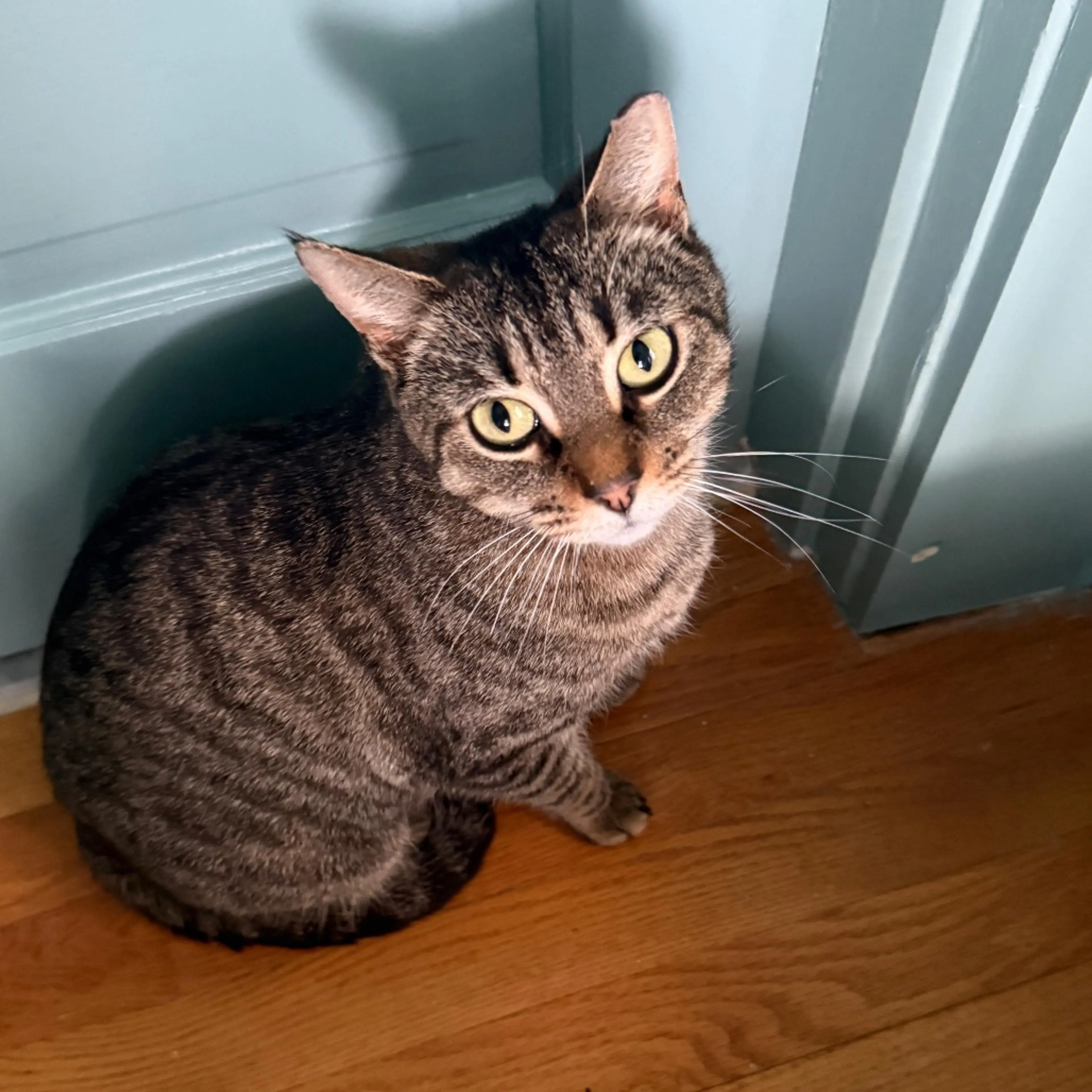 Found pet-4