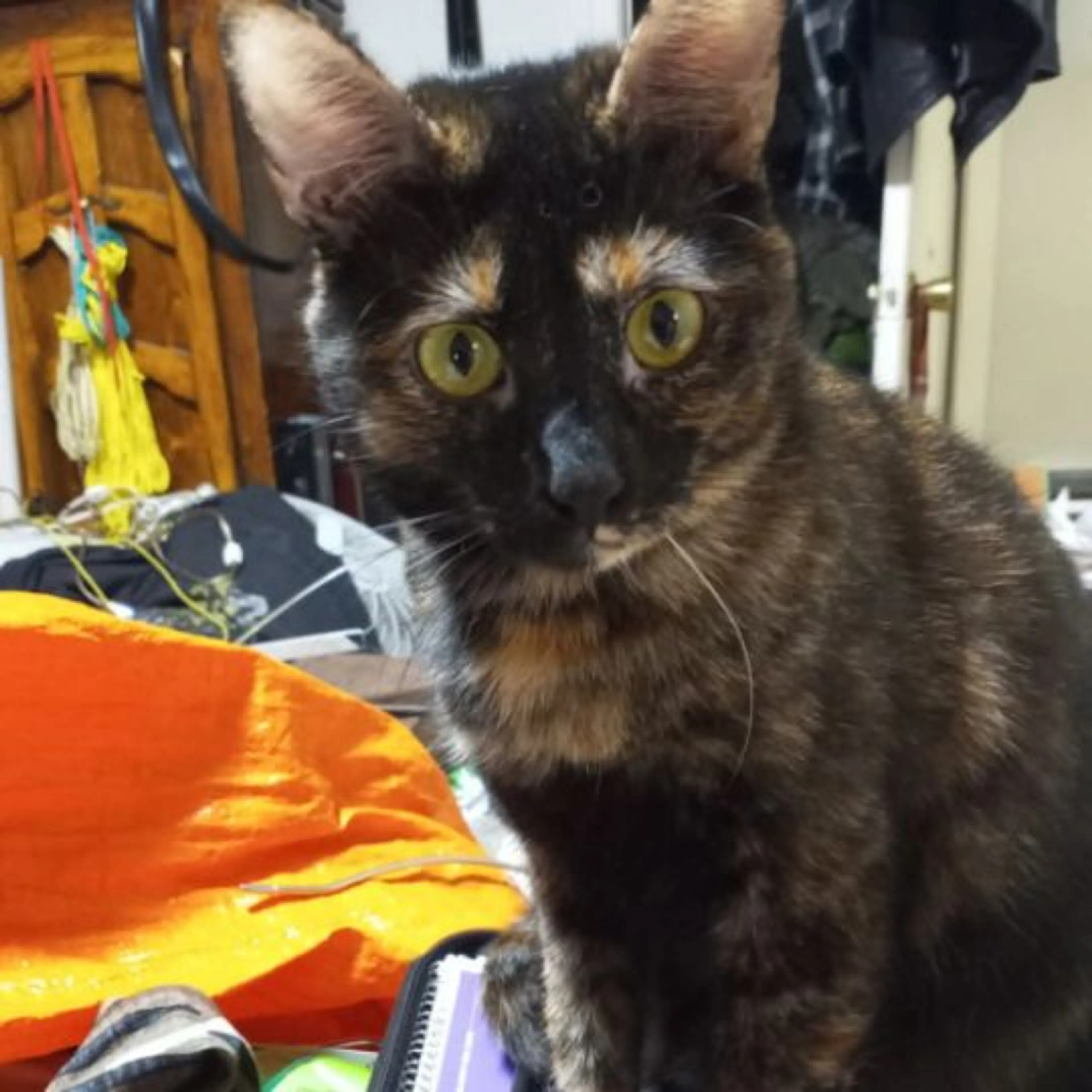 Lost pet