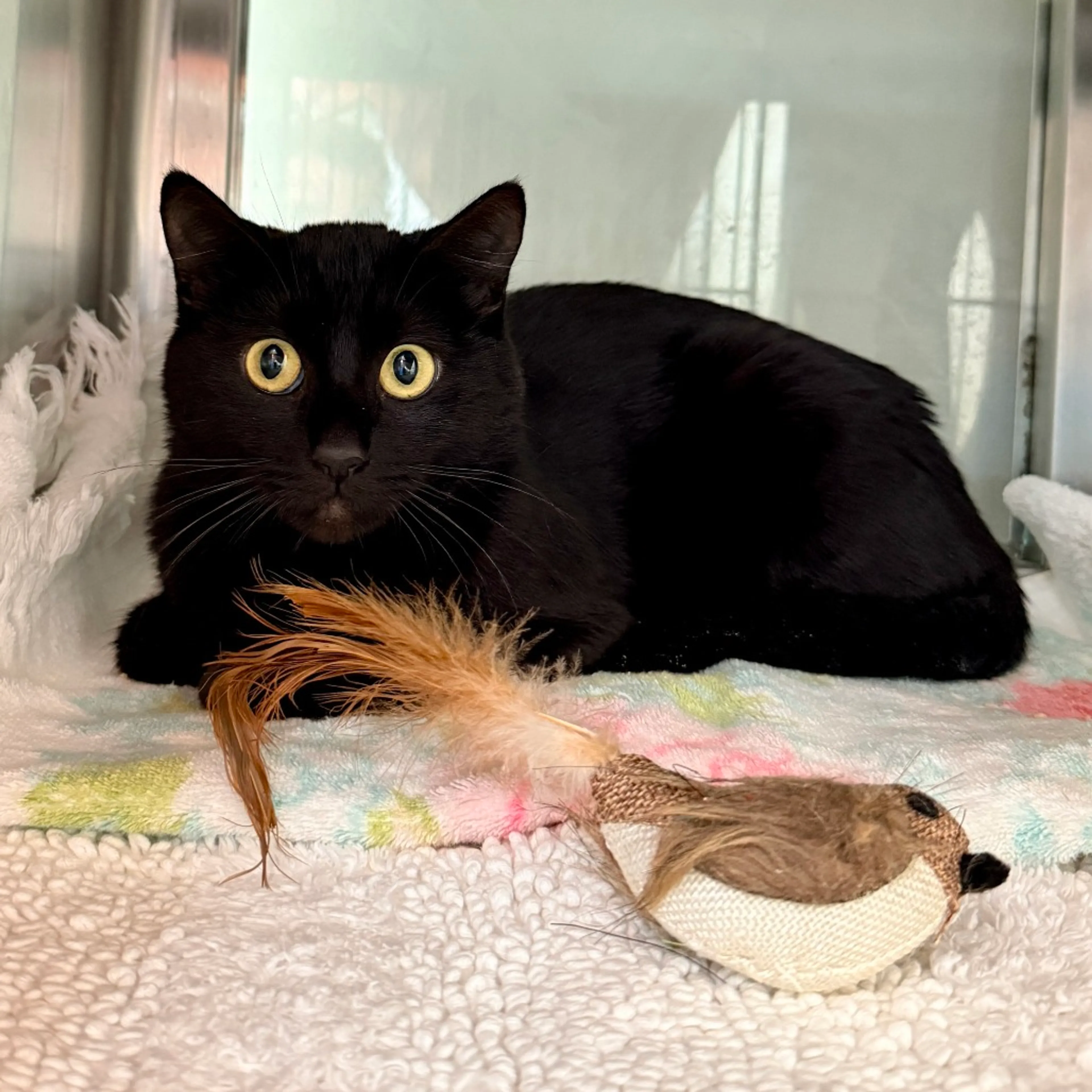 Found pet-1