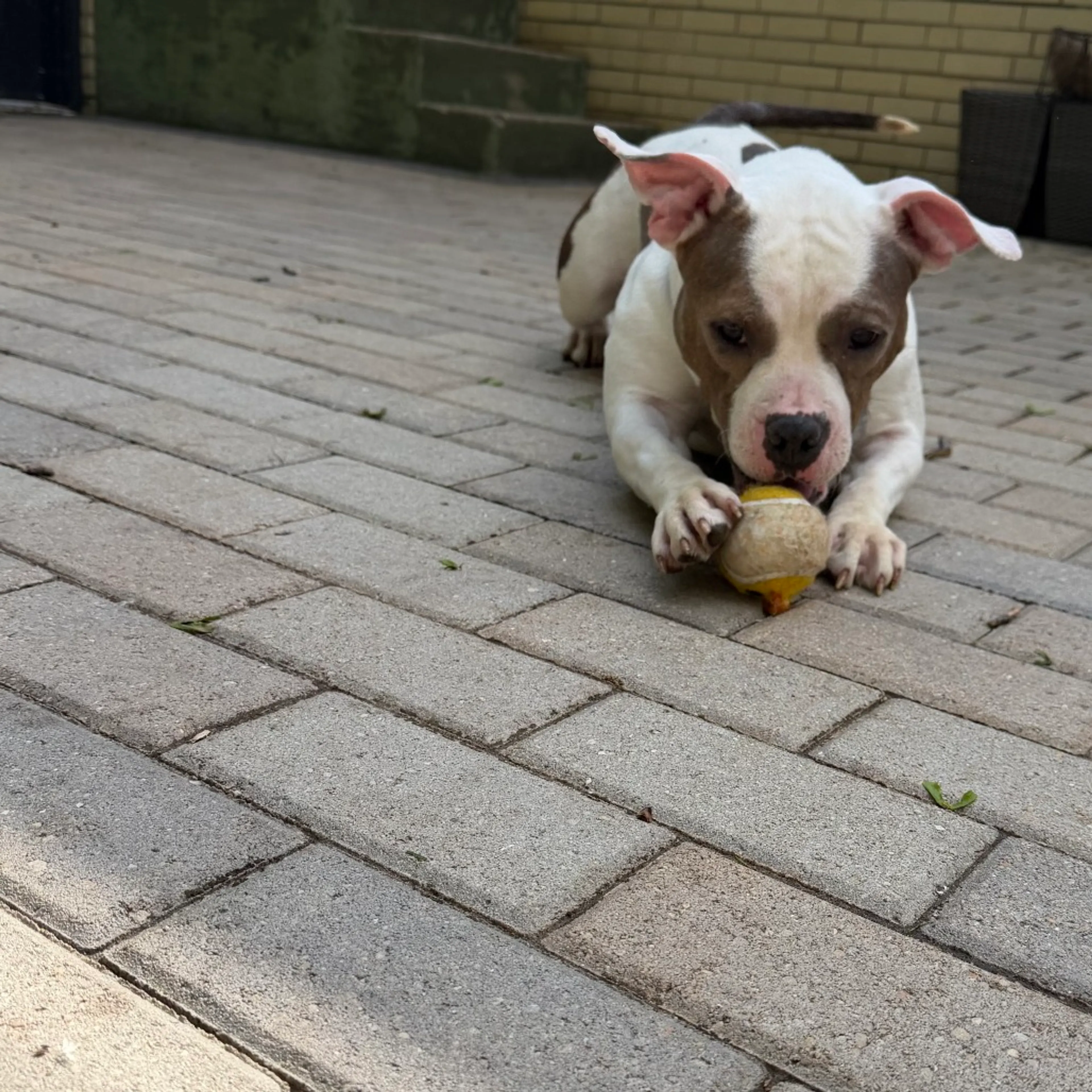Found pet-19