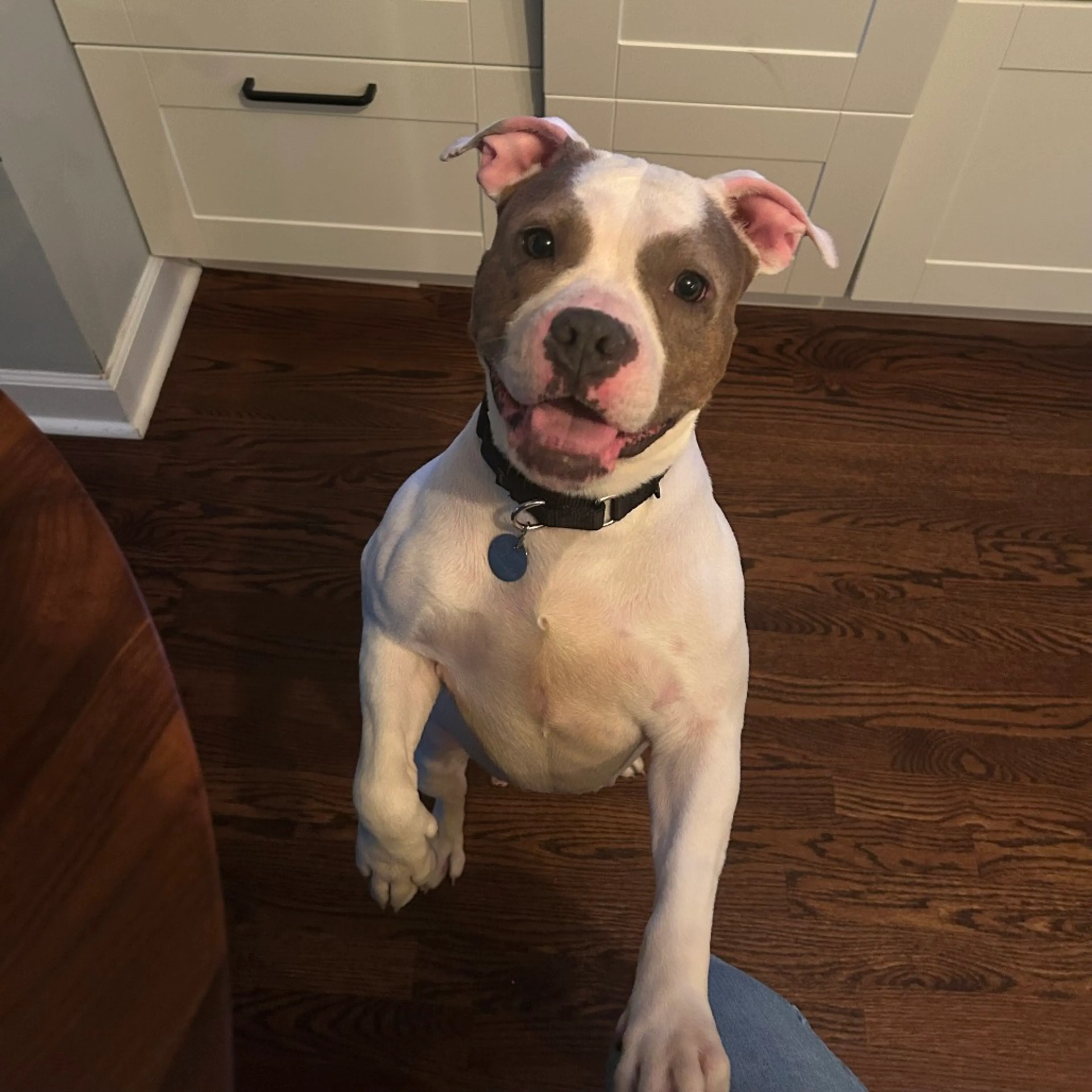 Found pet-20