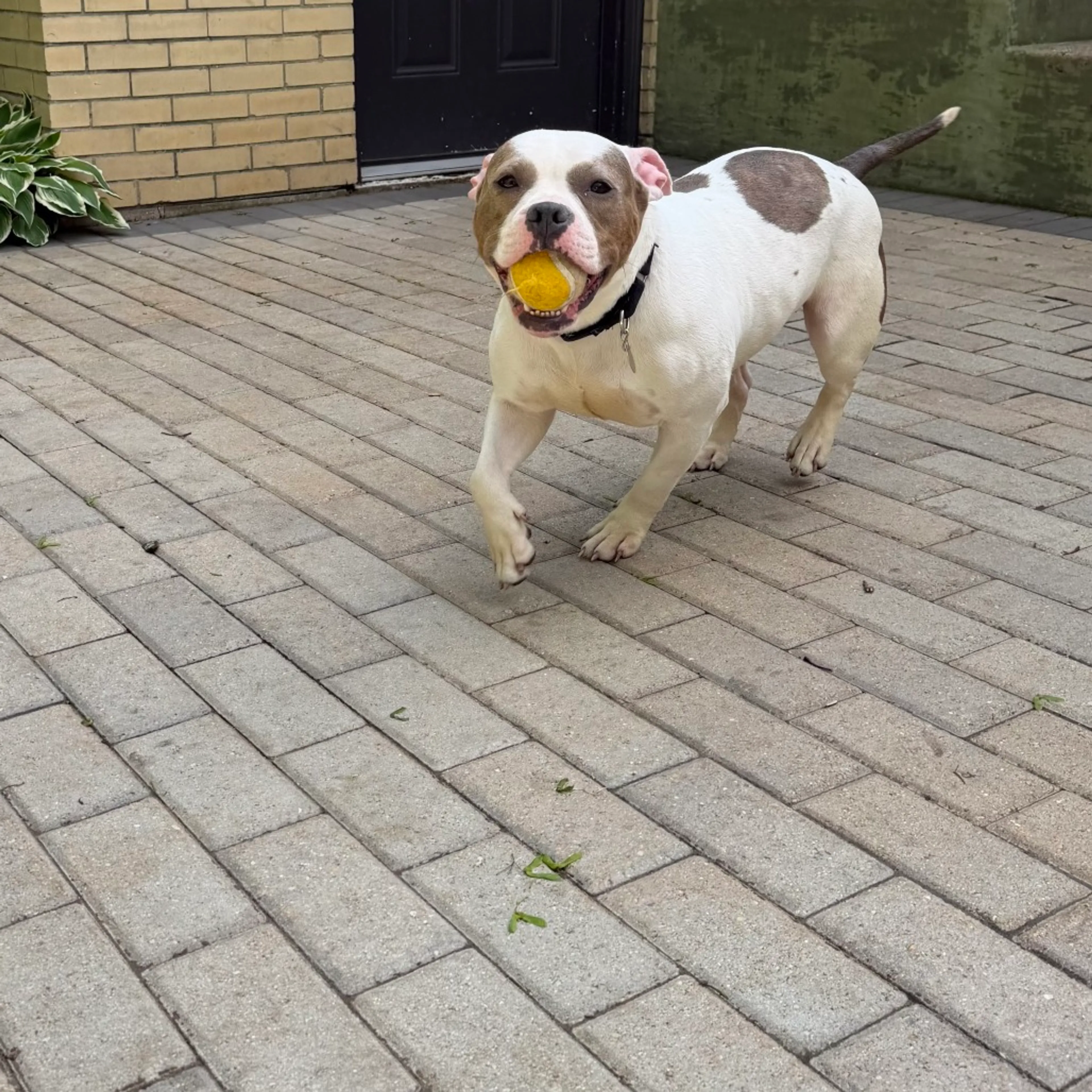 Found pet-18