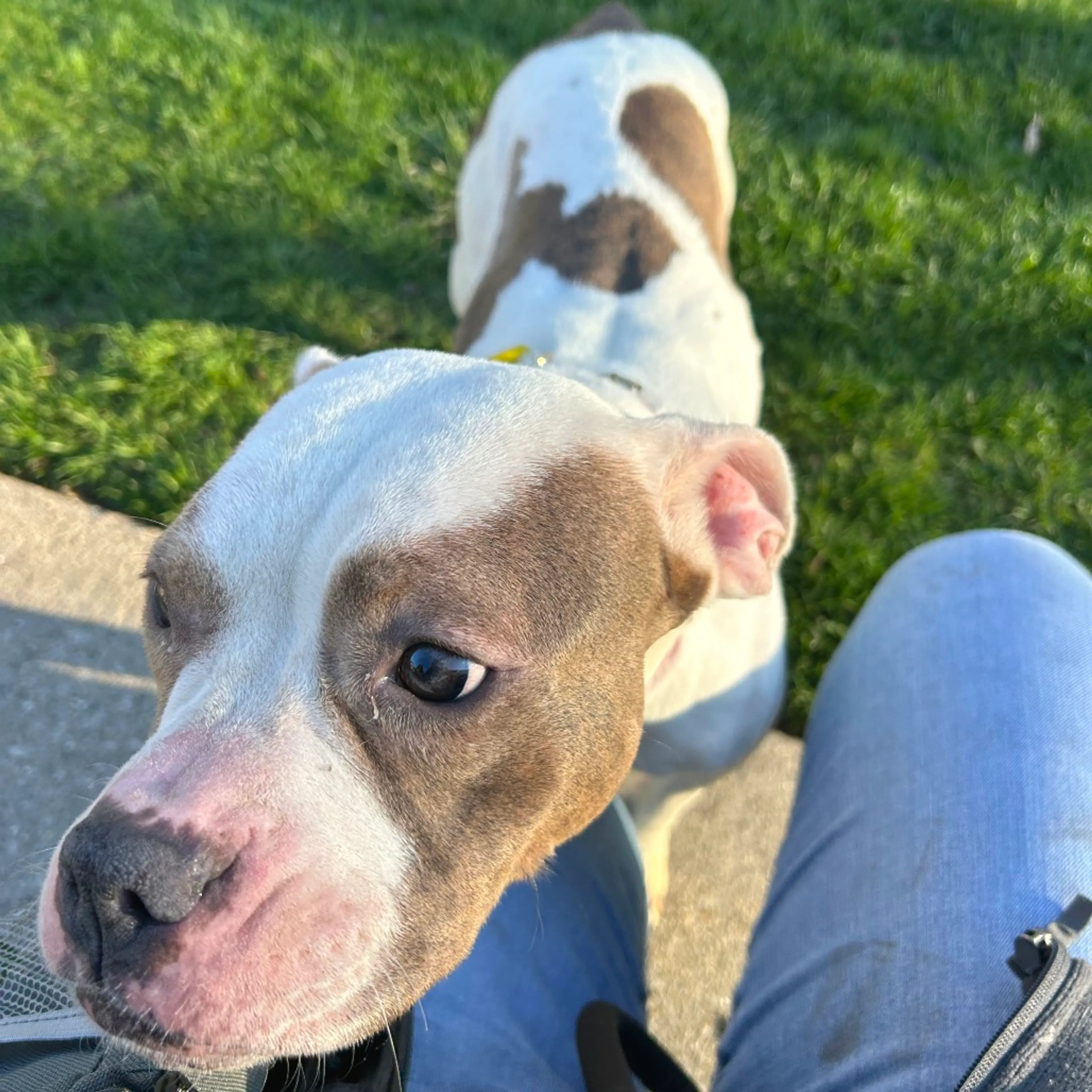Found pet-5