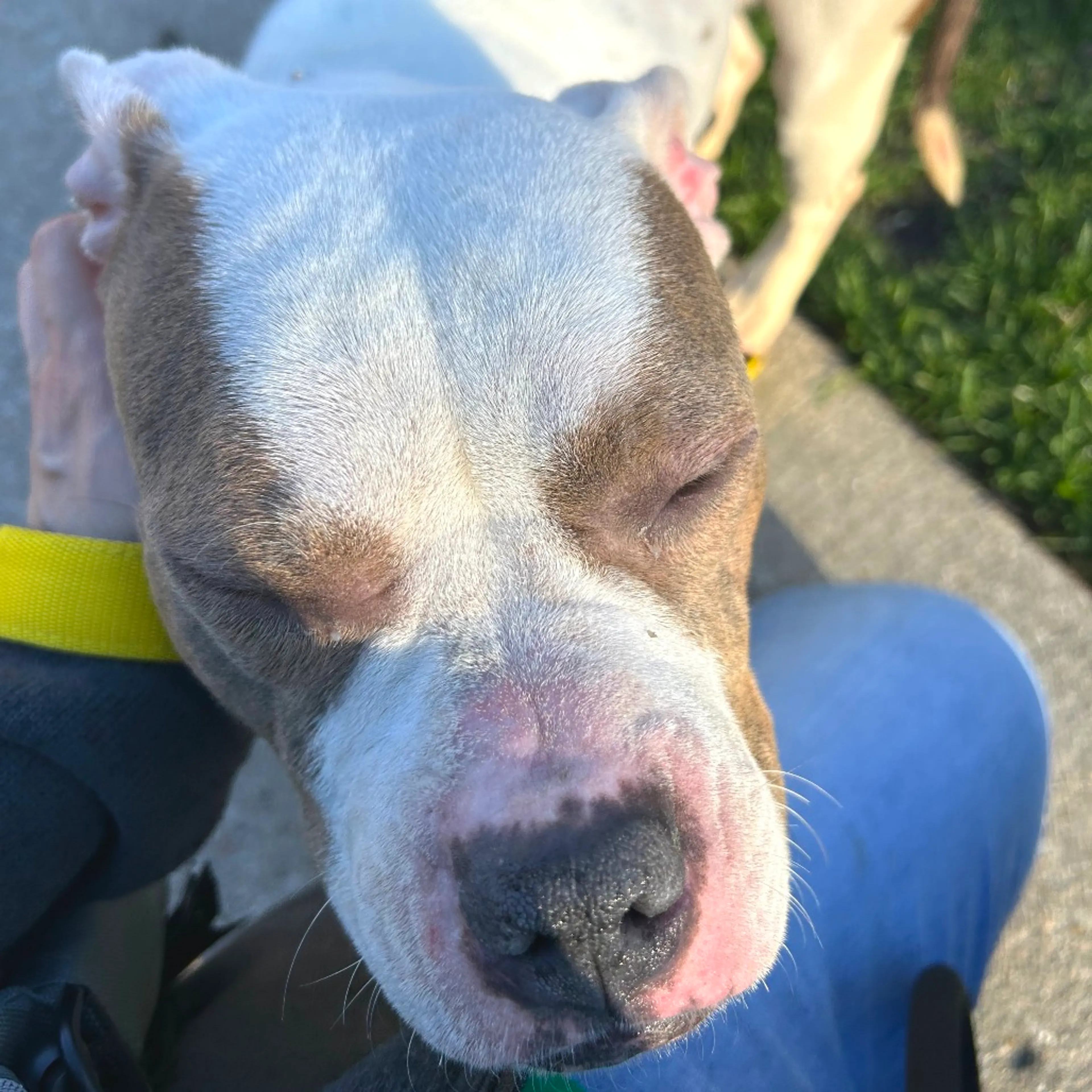 Found pet-4