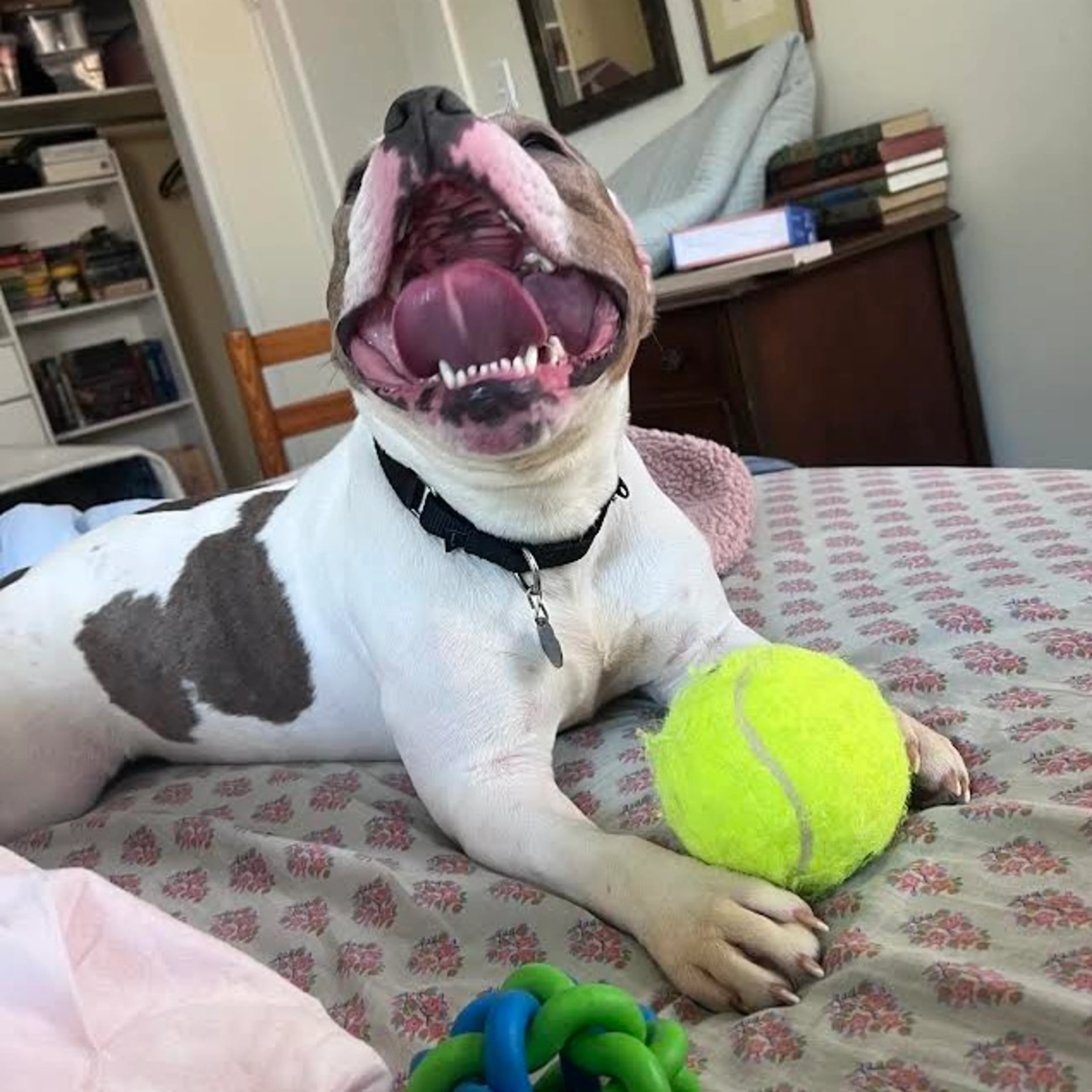 Found pet-11