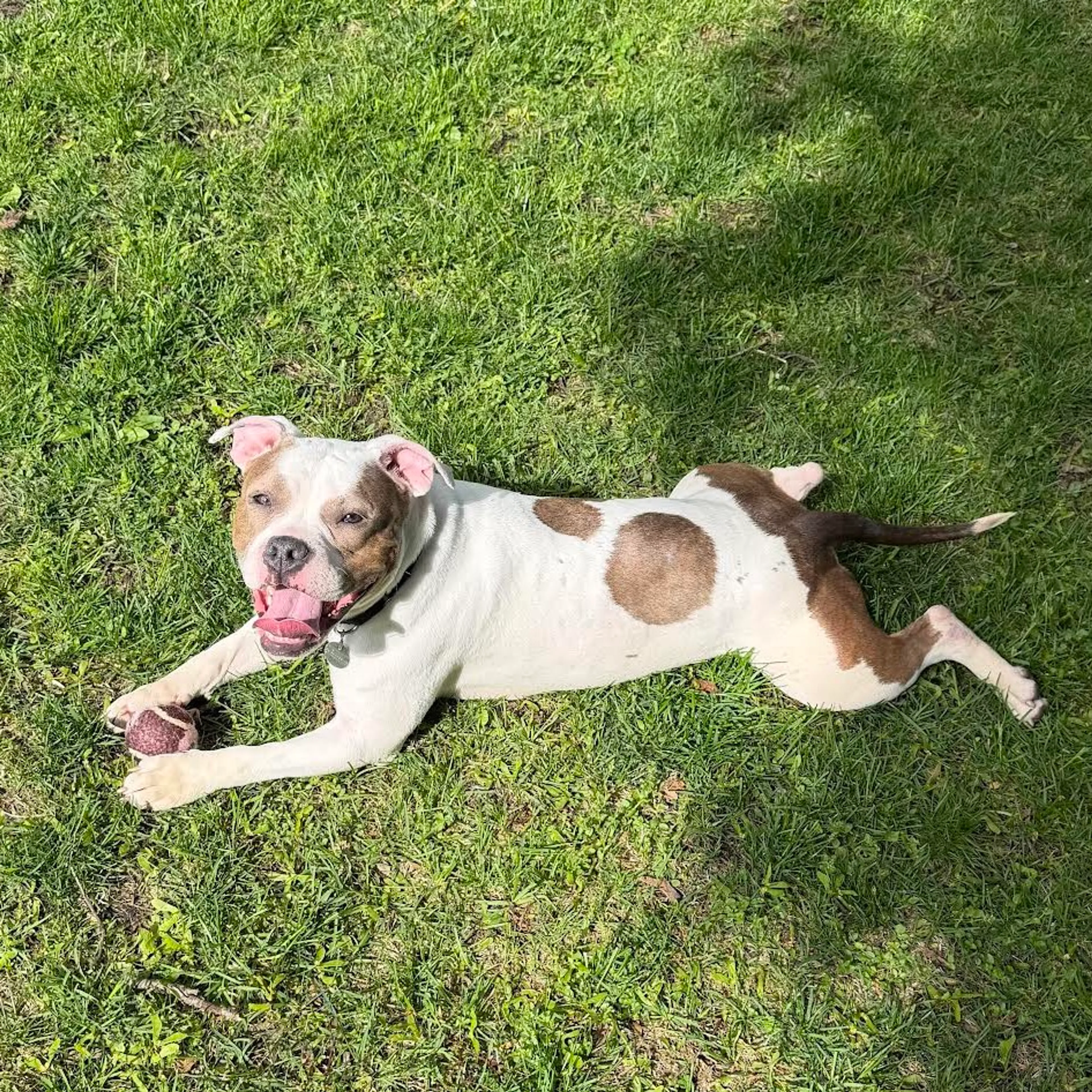 Found pet-13