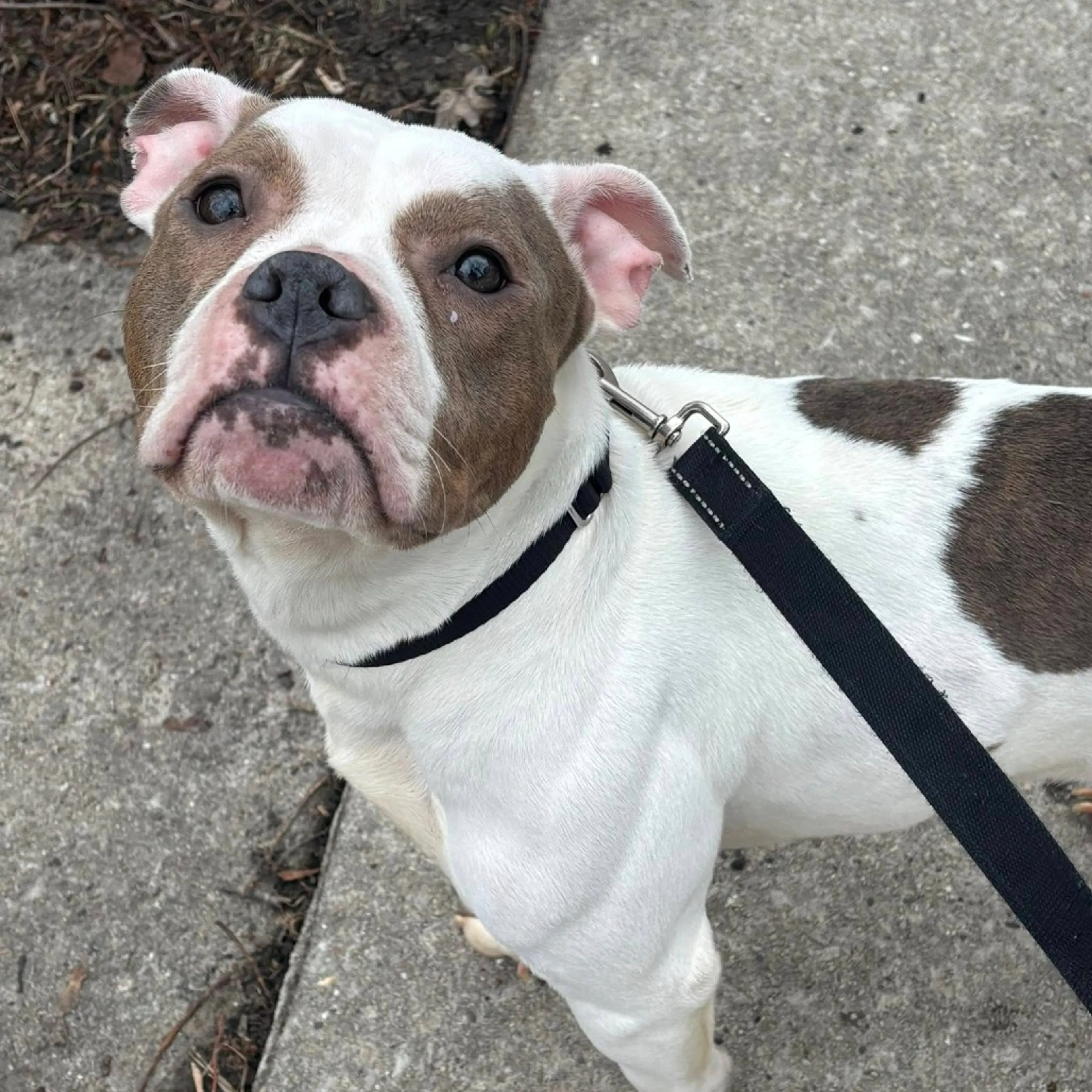 Found pet-3