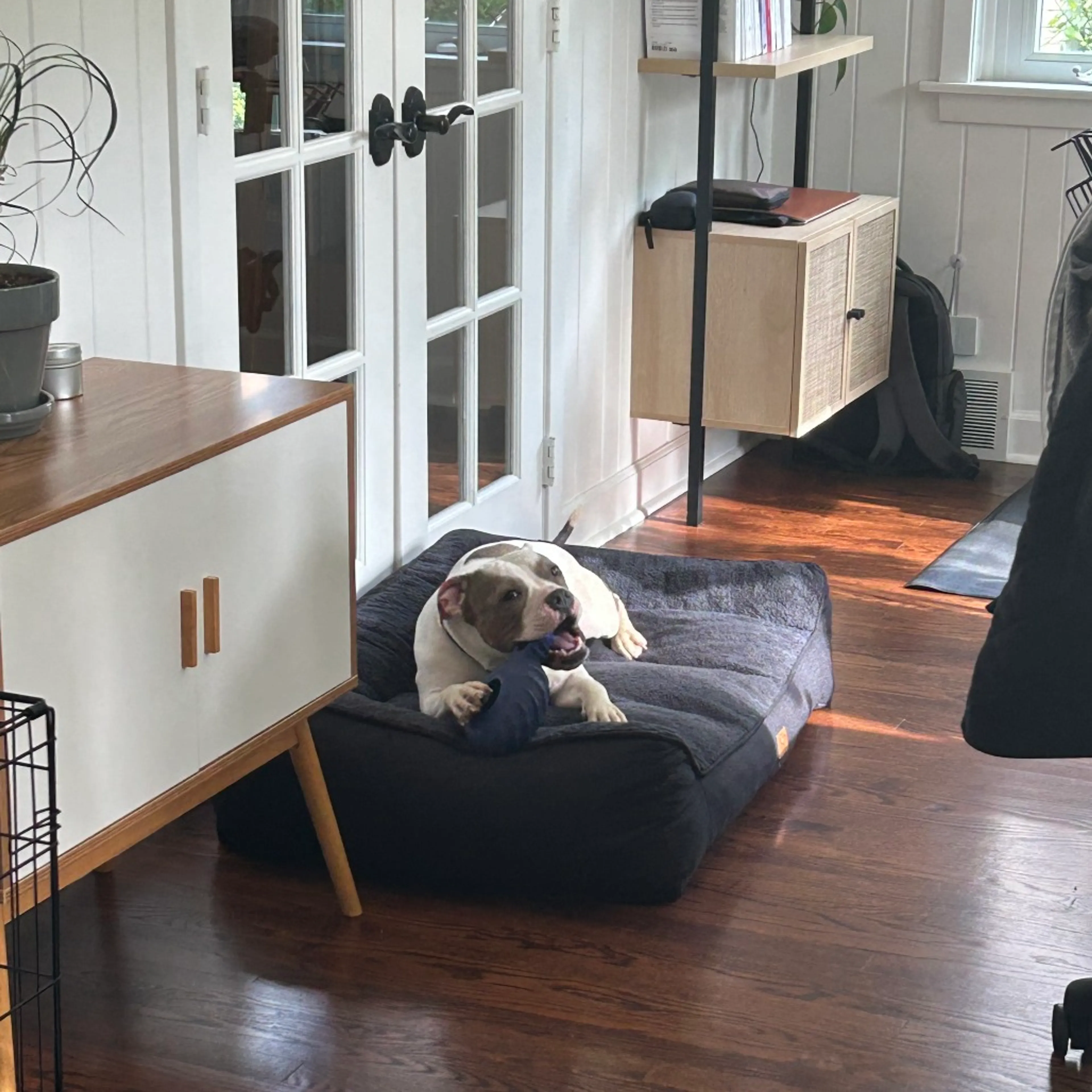 Found pet-21