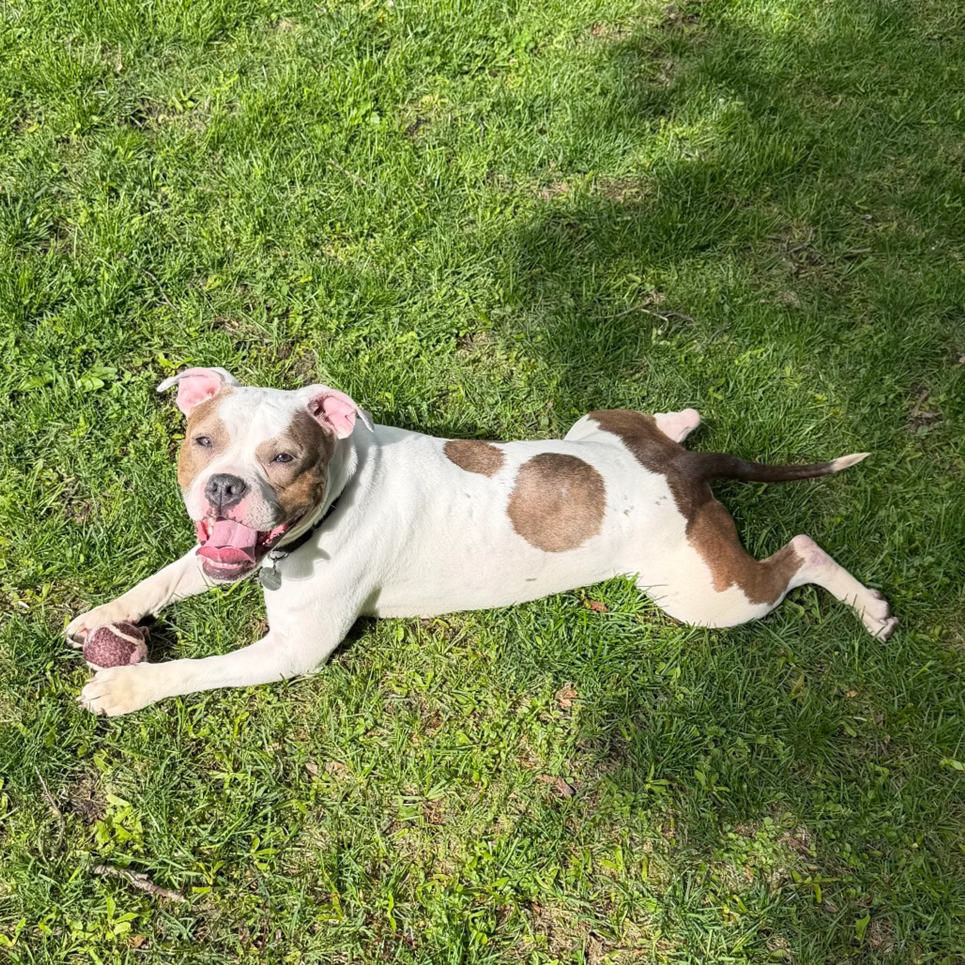 Found pet-17