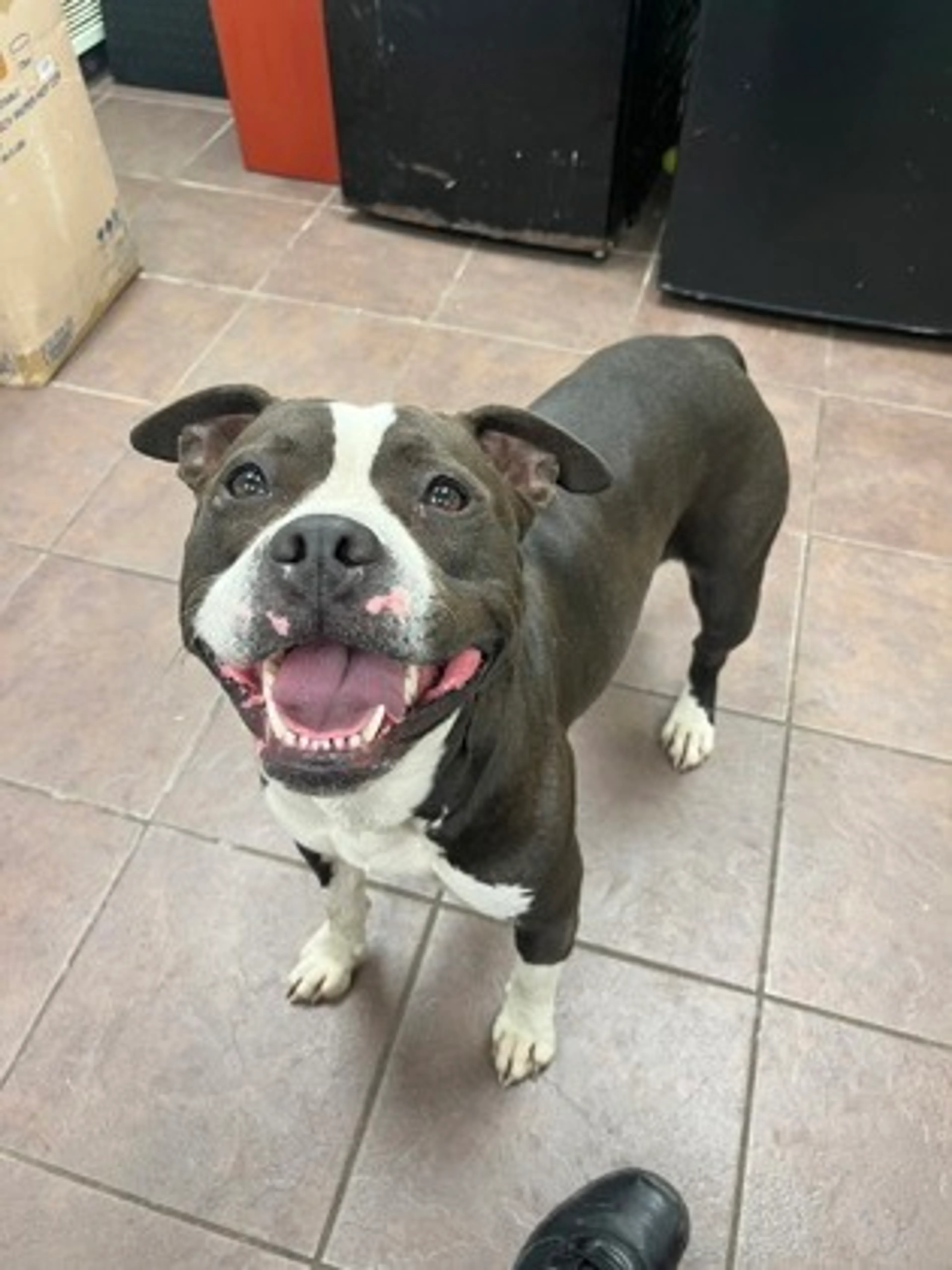 Found pet