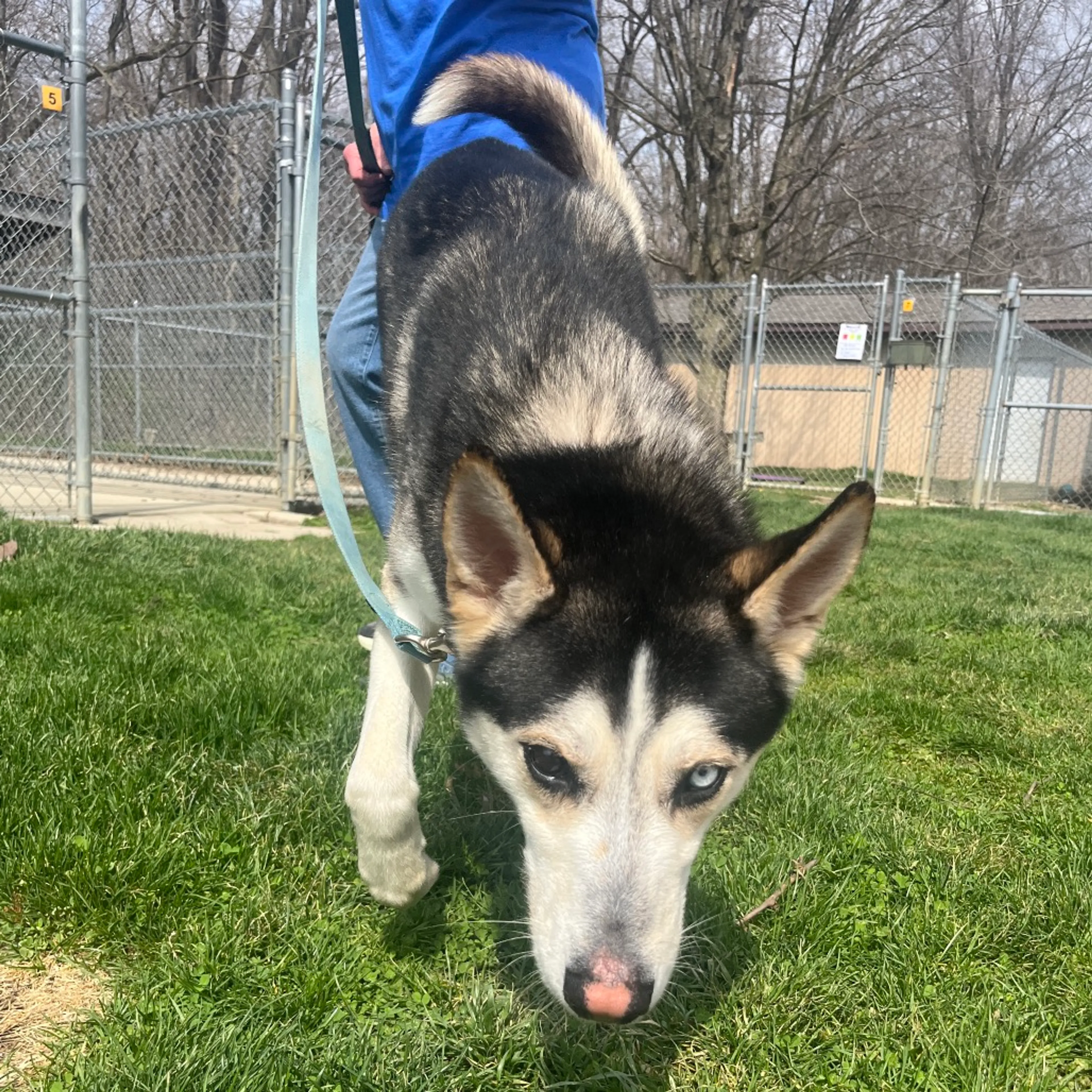 Found pet-6