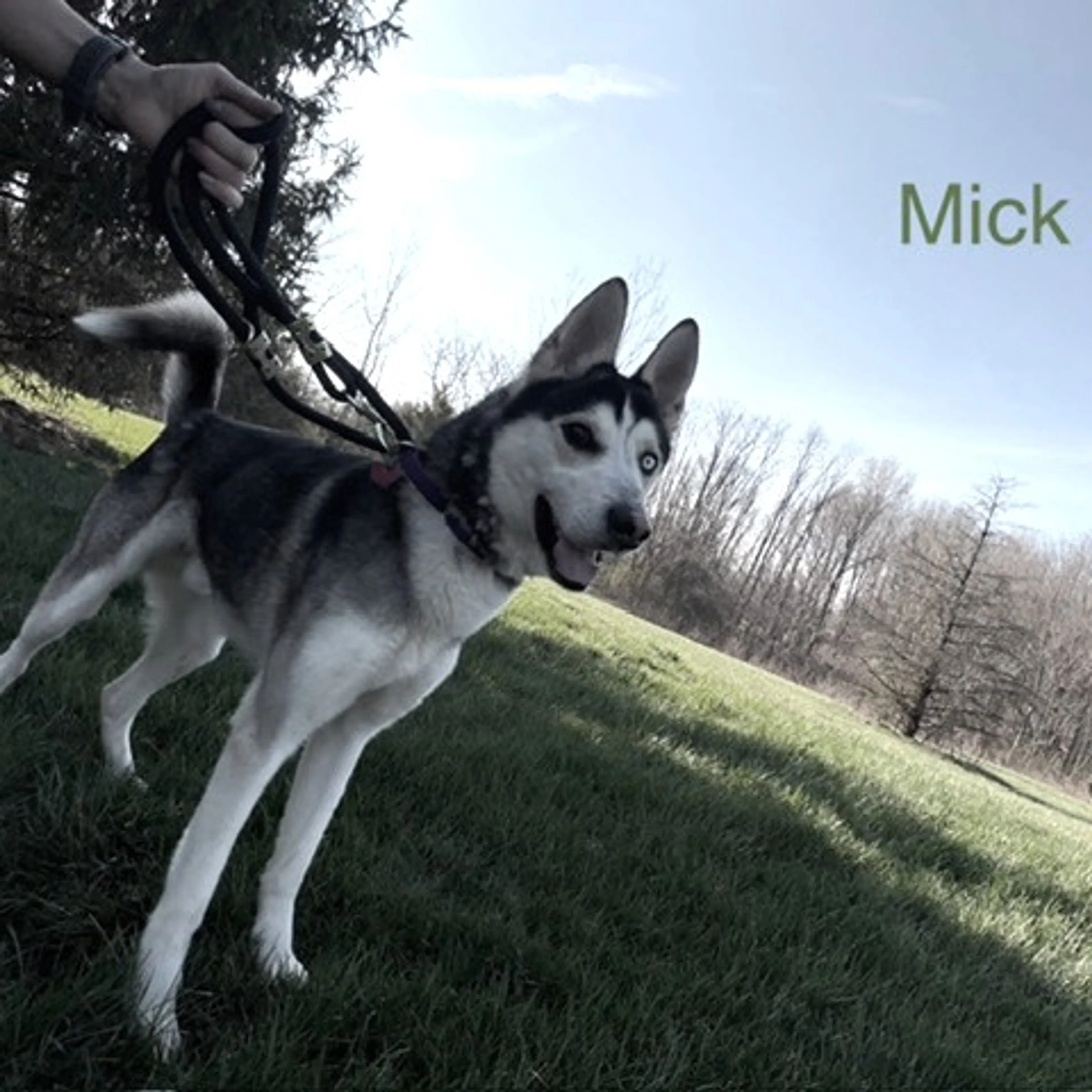 Found pet-1