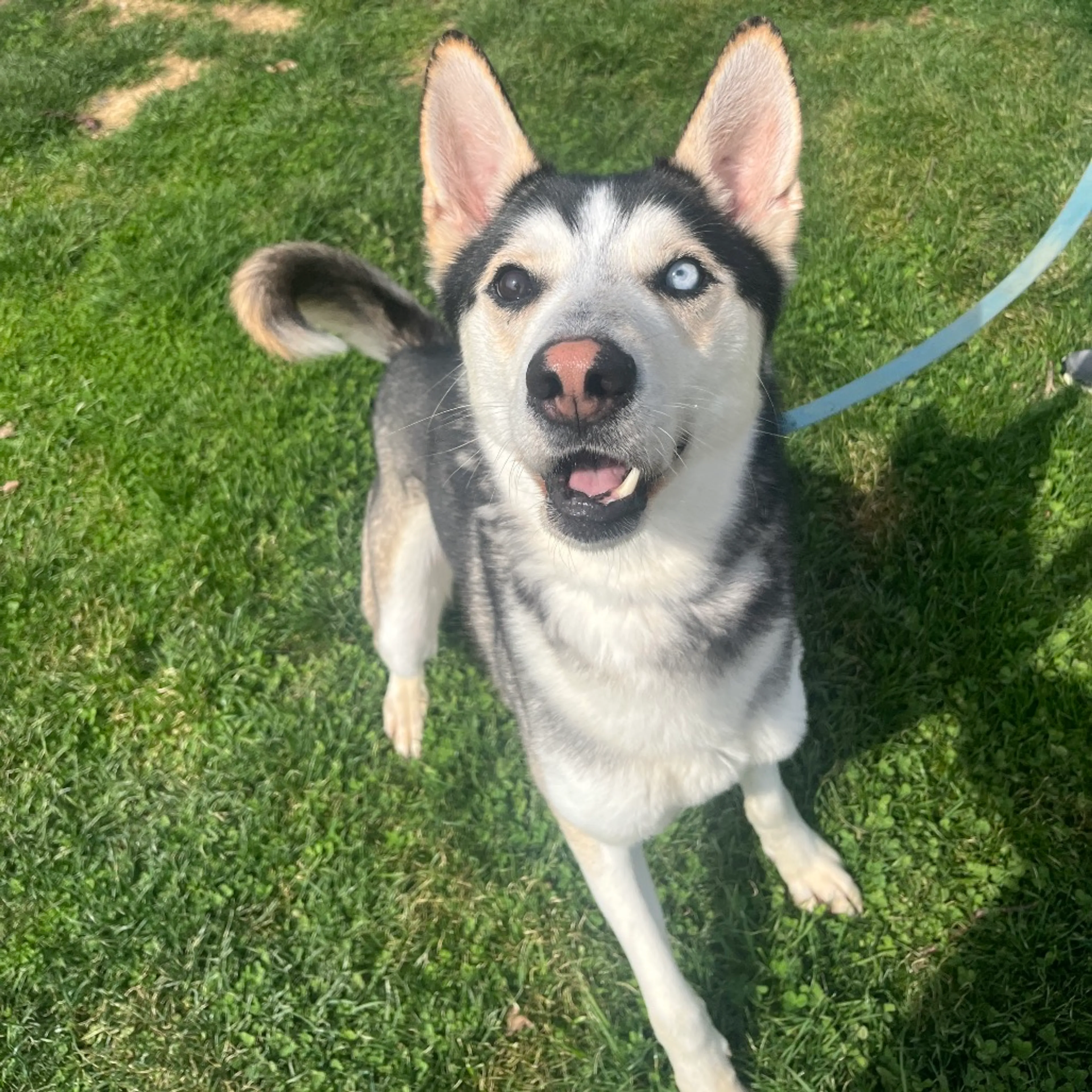 Found pet-4