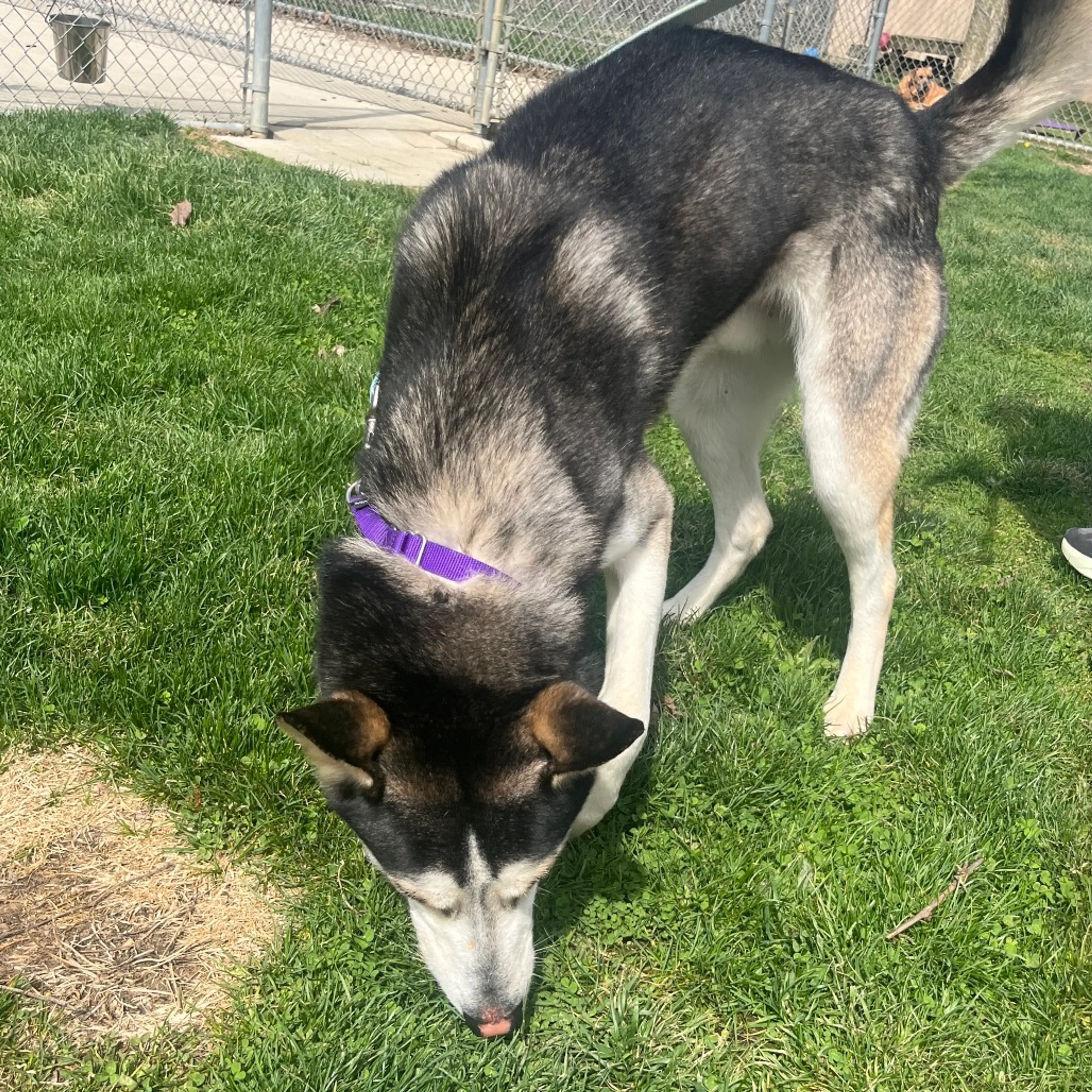 Found pet-7