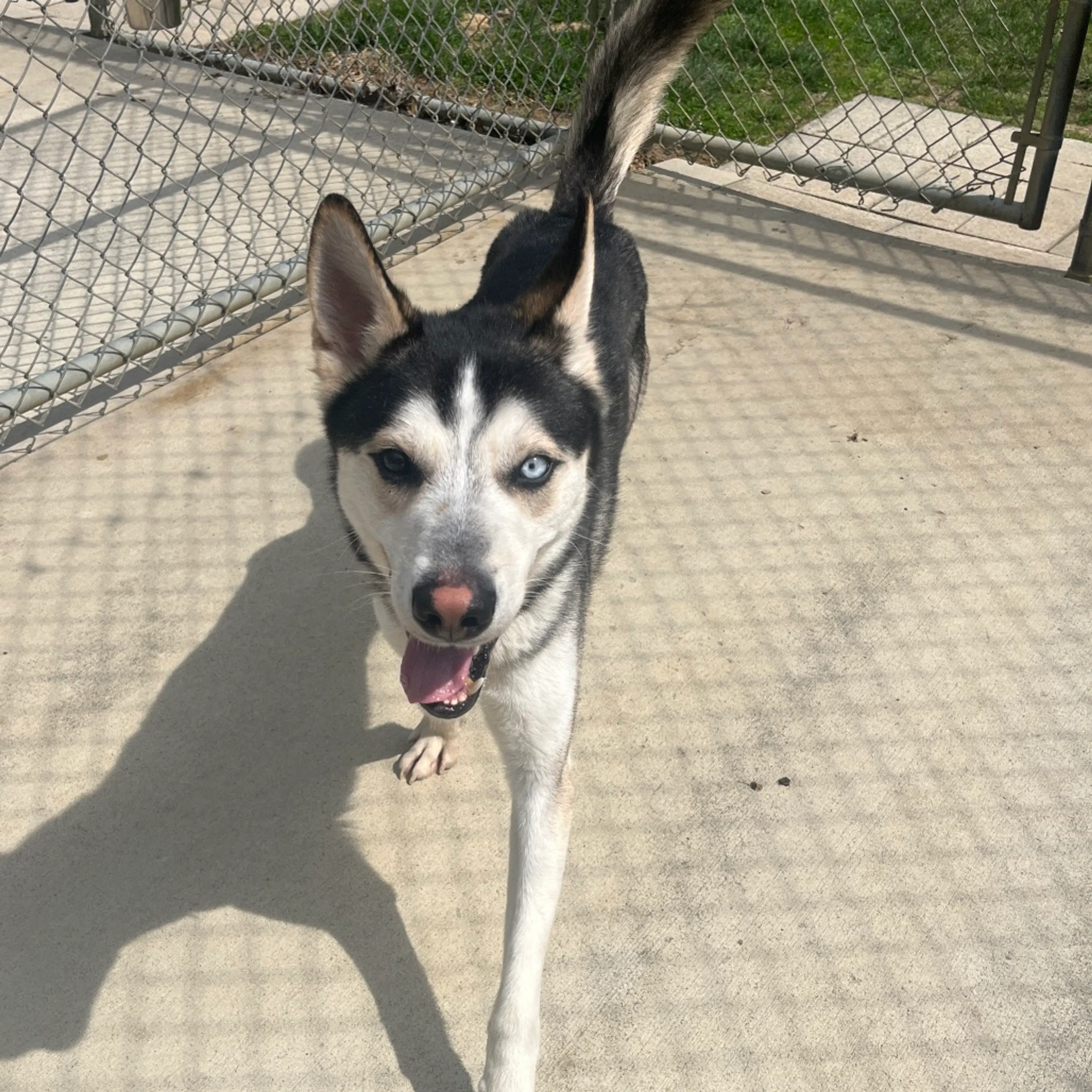 Found pet-11