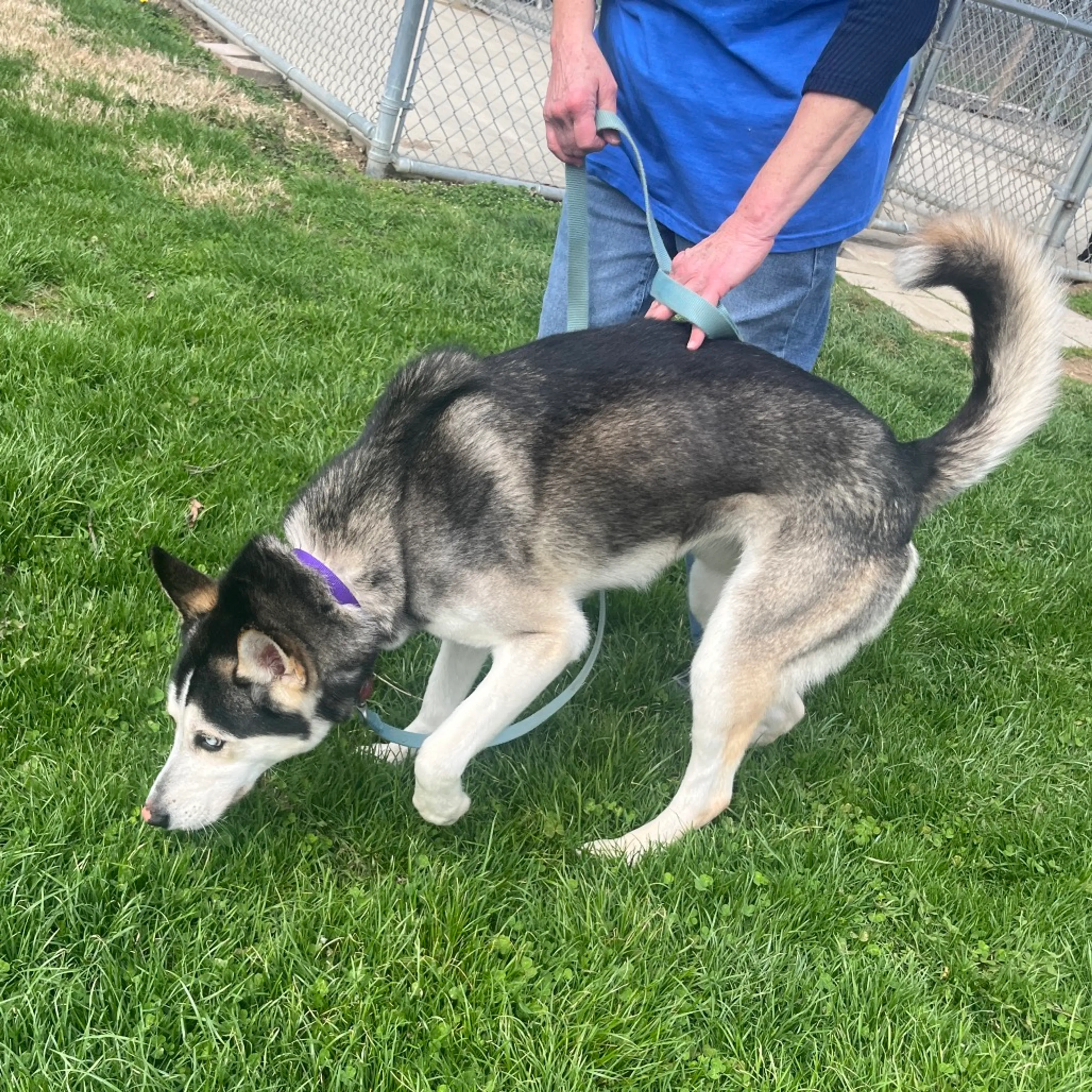 Found pet-8