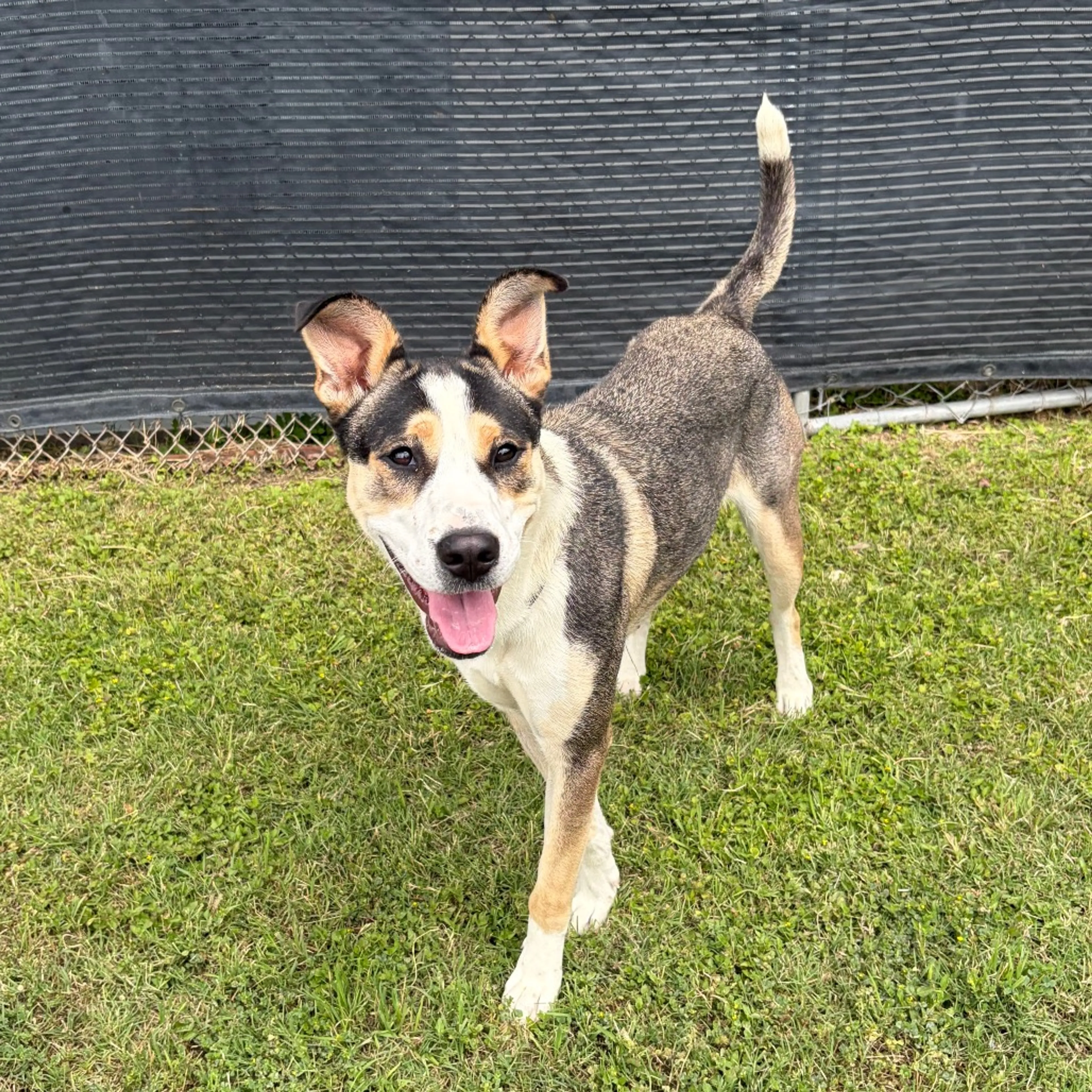 Found pet-8