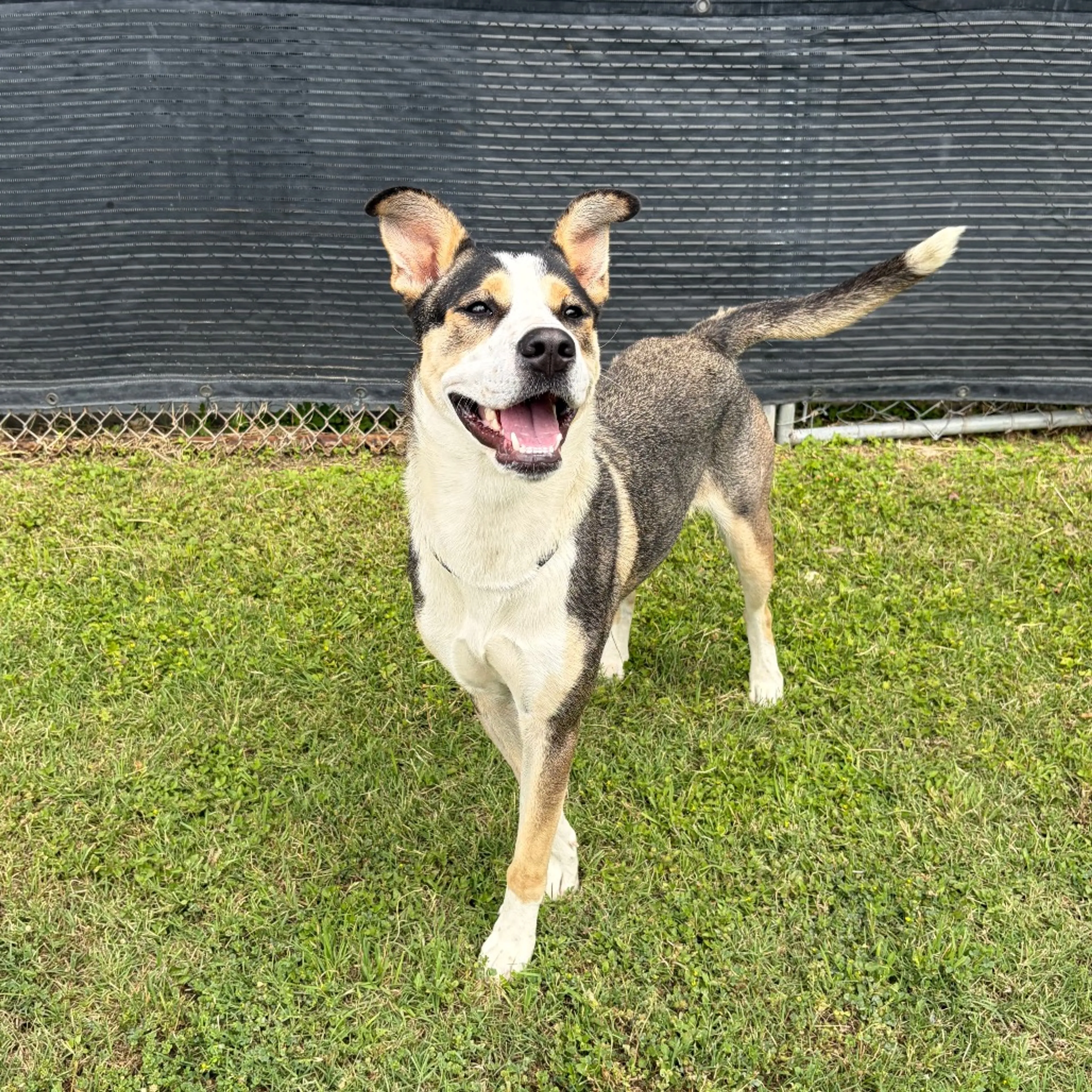 Found pet-9