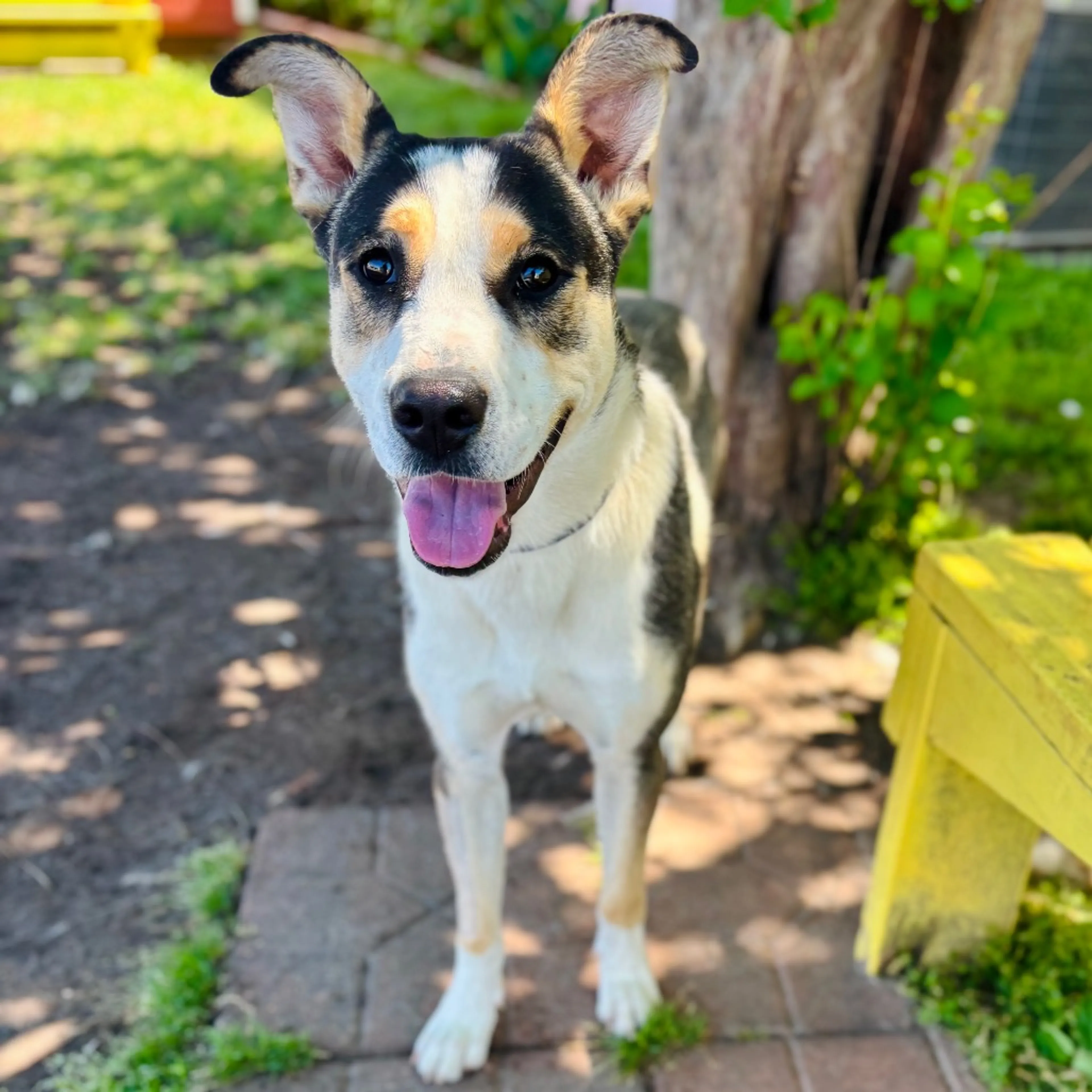Found pet-2