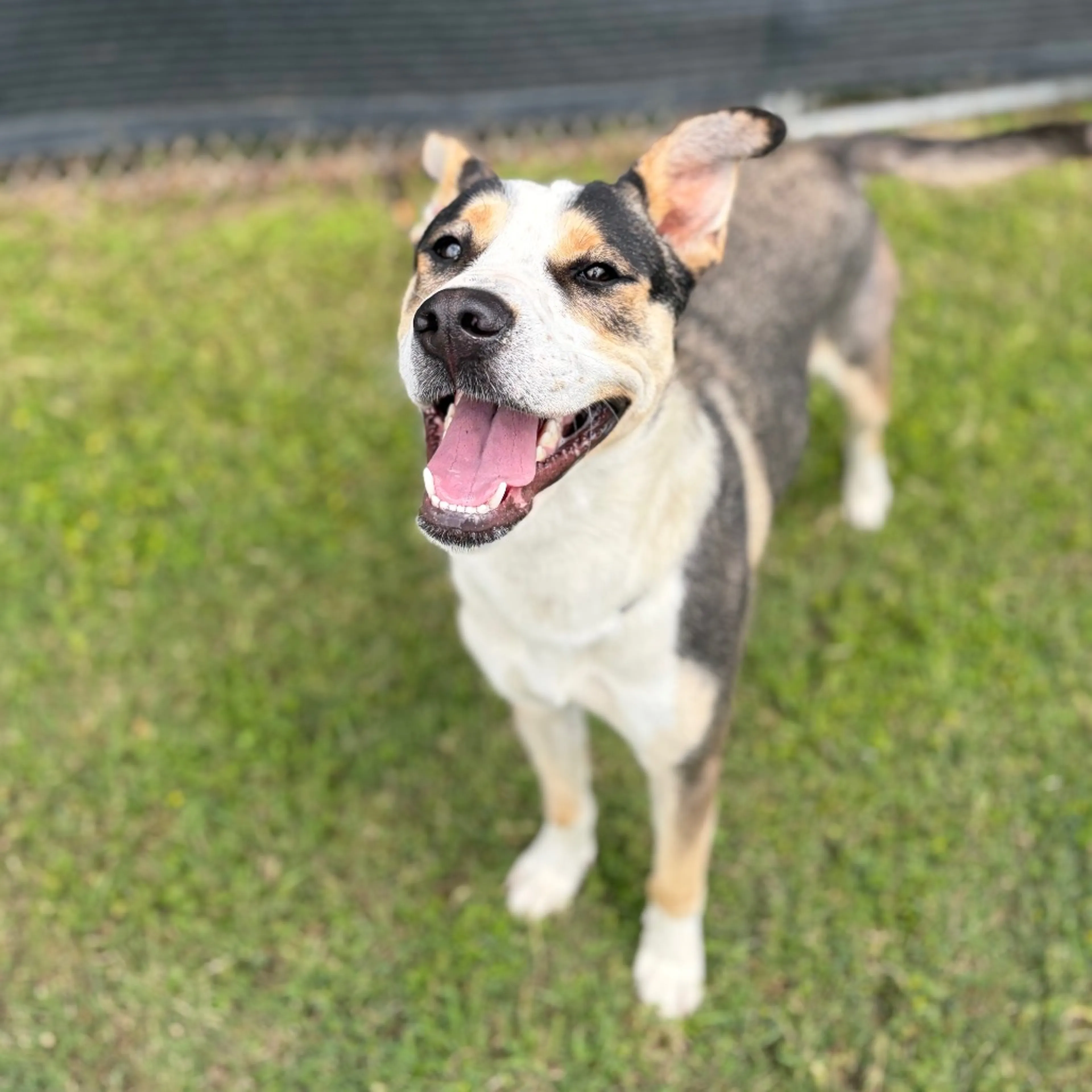 Found pet-7