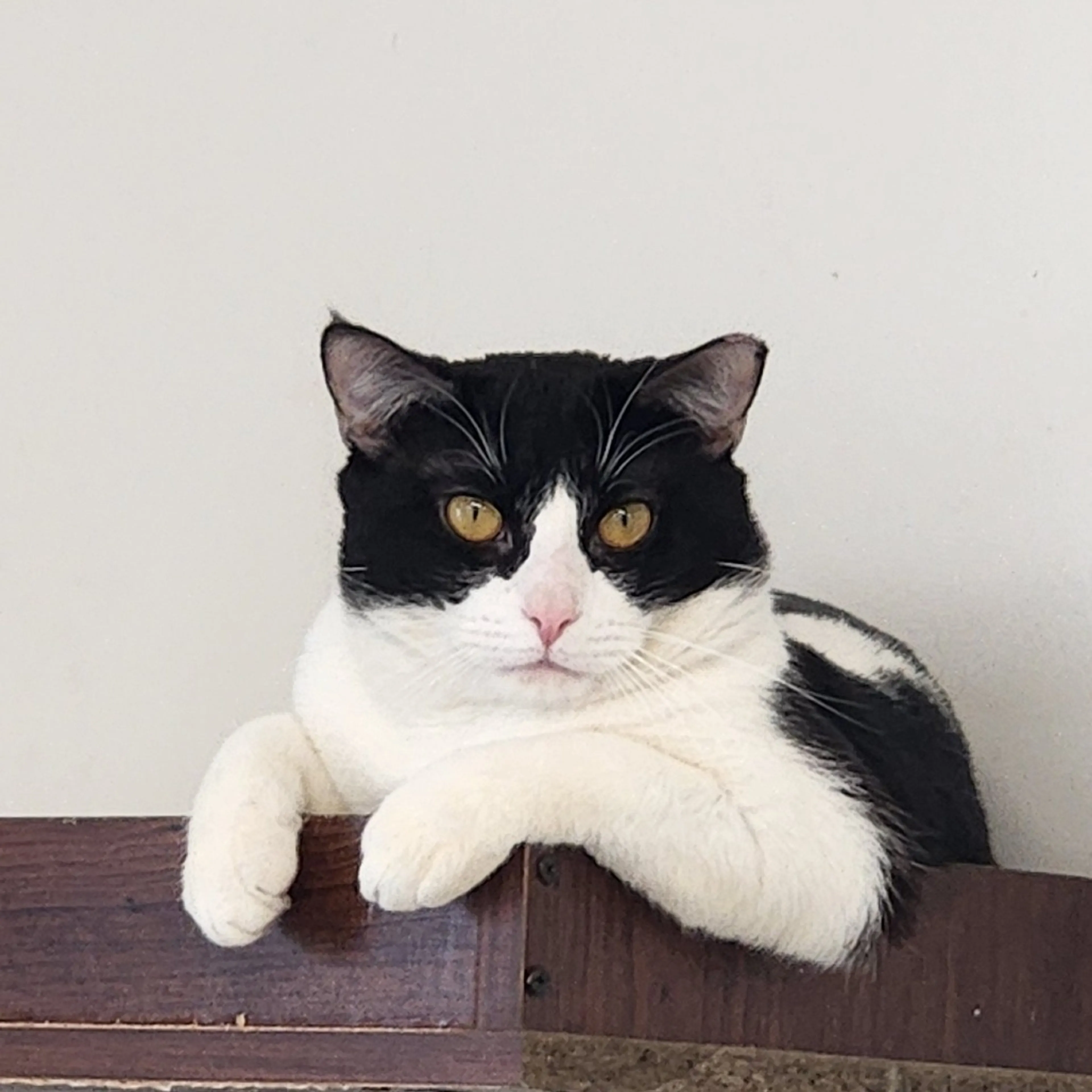 Found pet-4