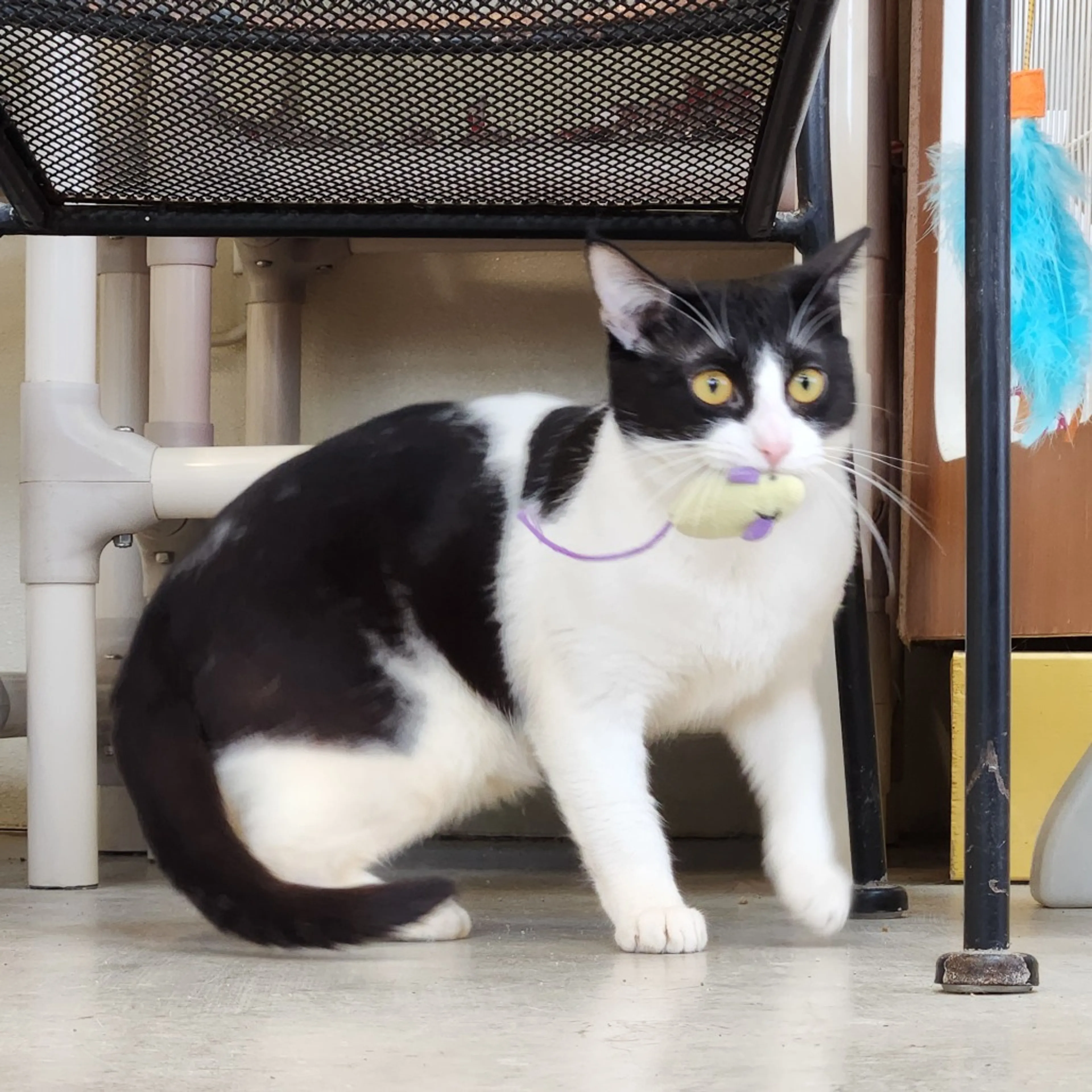 Found pet-10