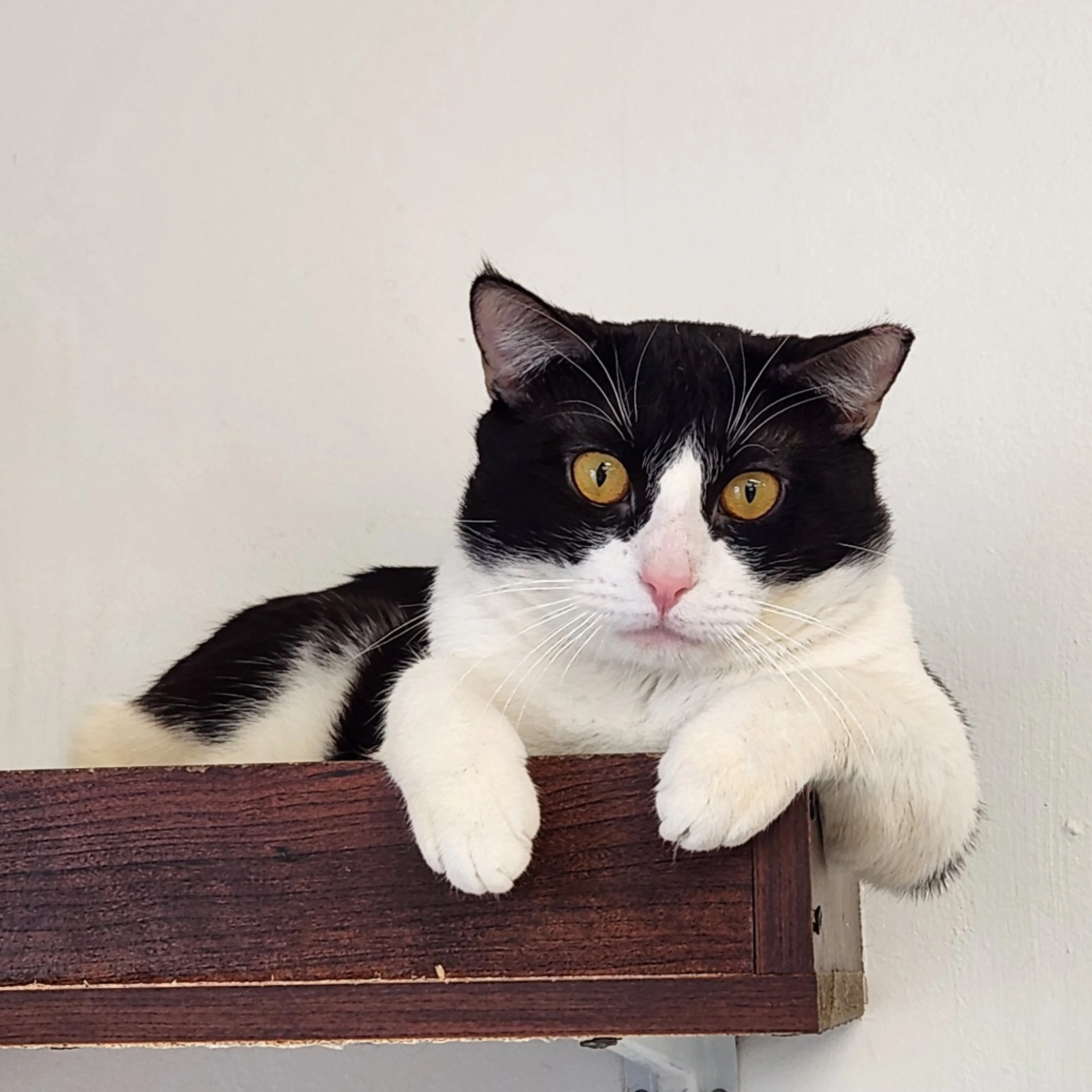 Found pet-5