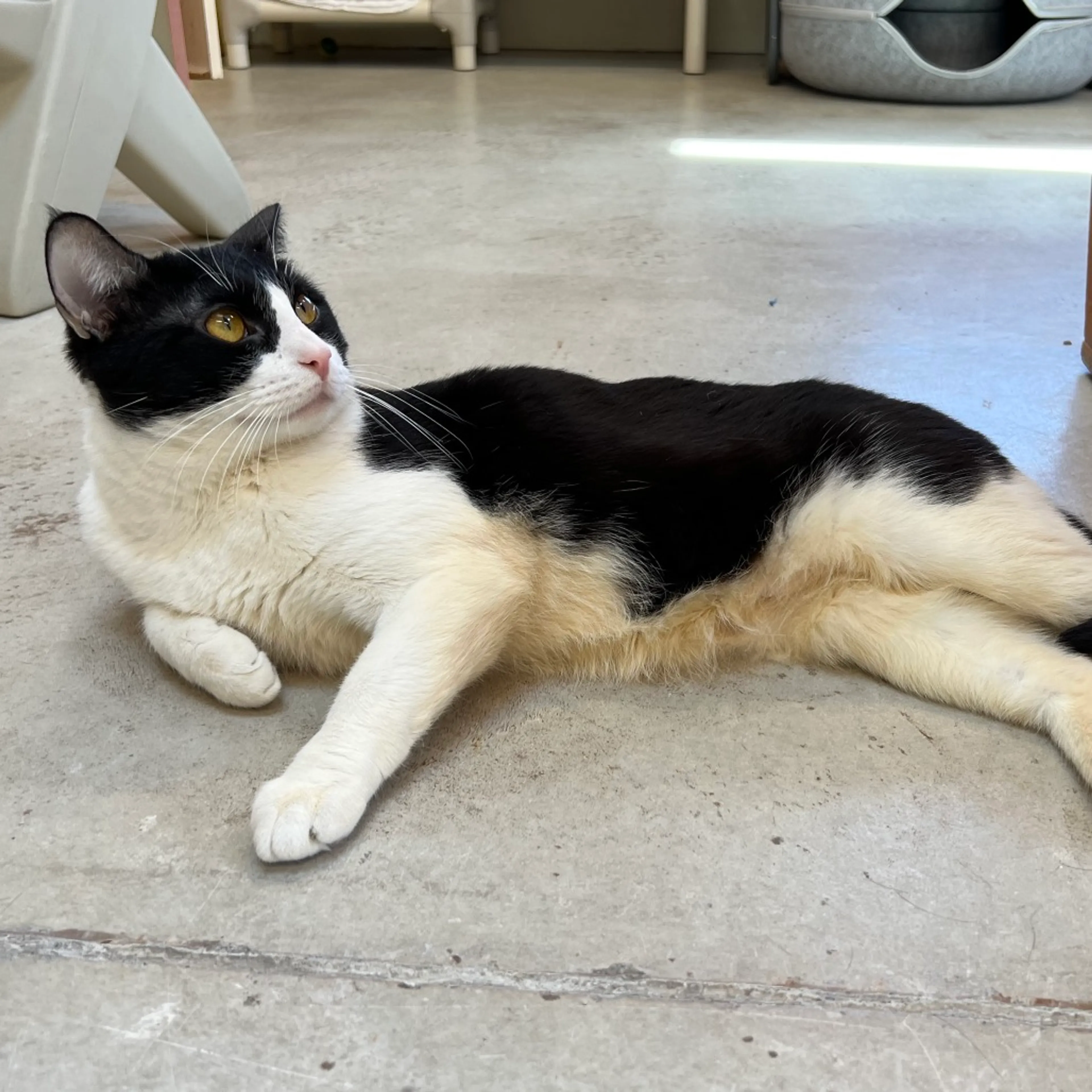 Found pet-7