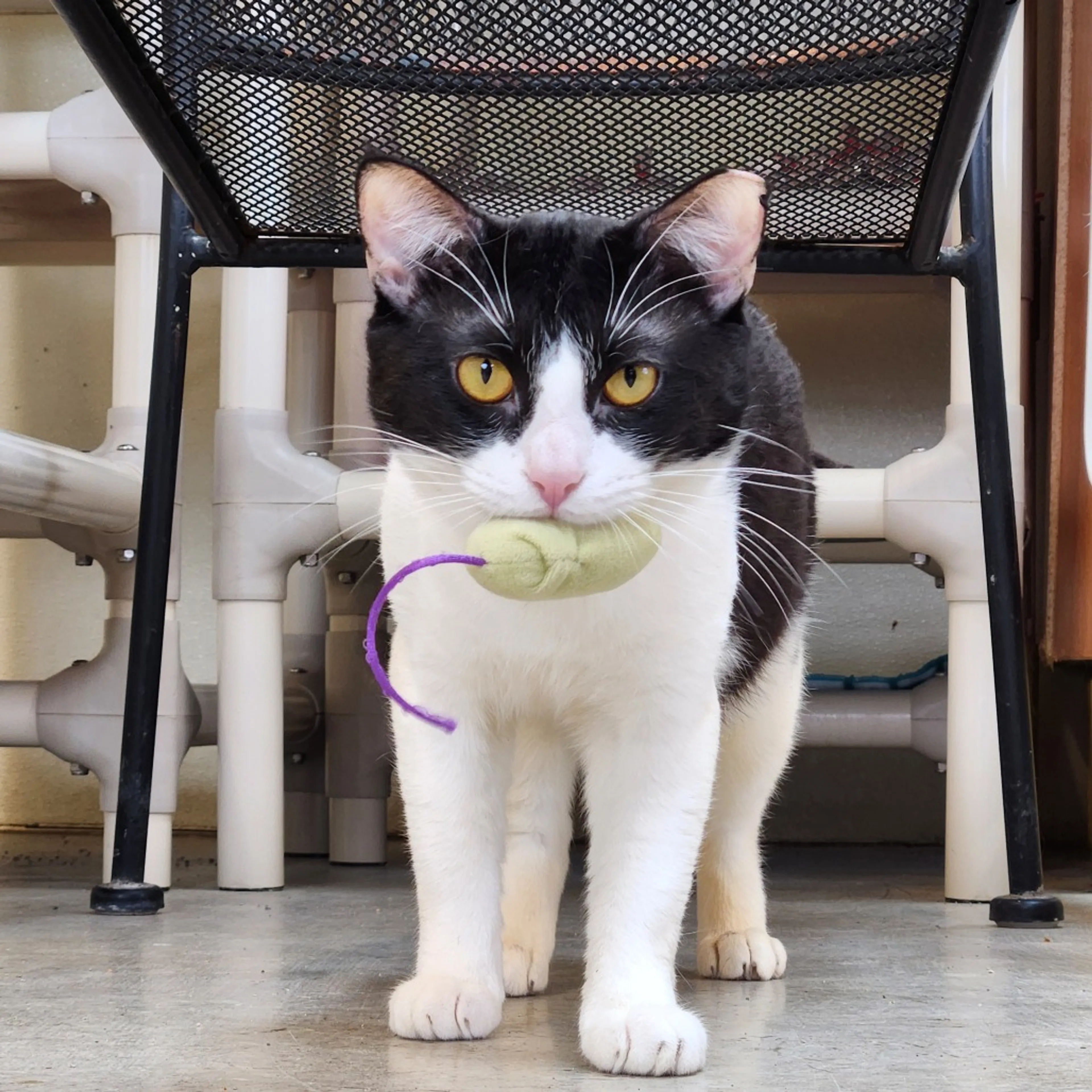 Found pet-8