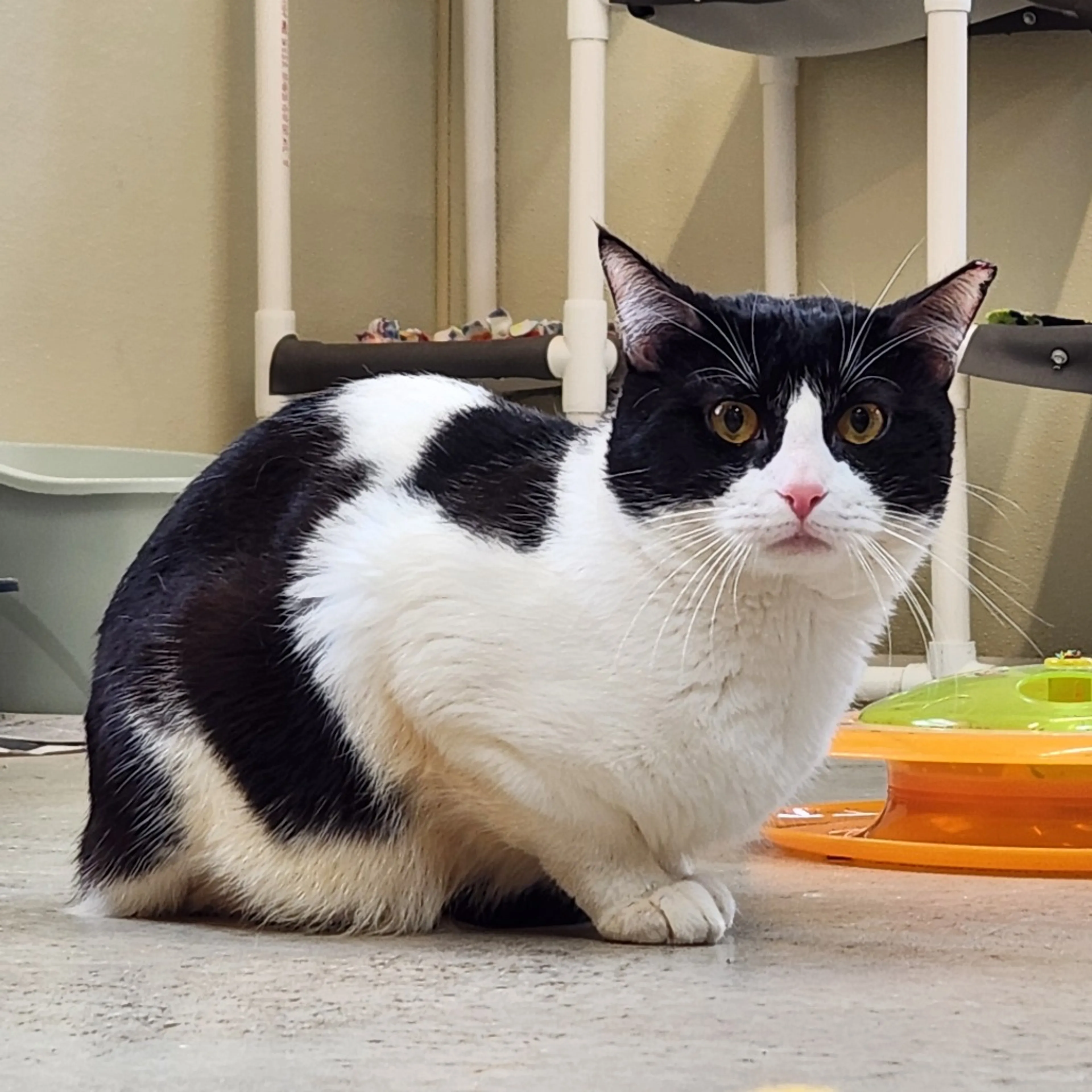 Found pet-1