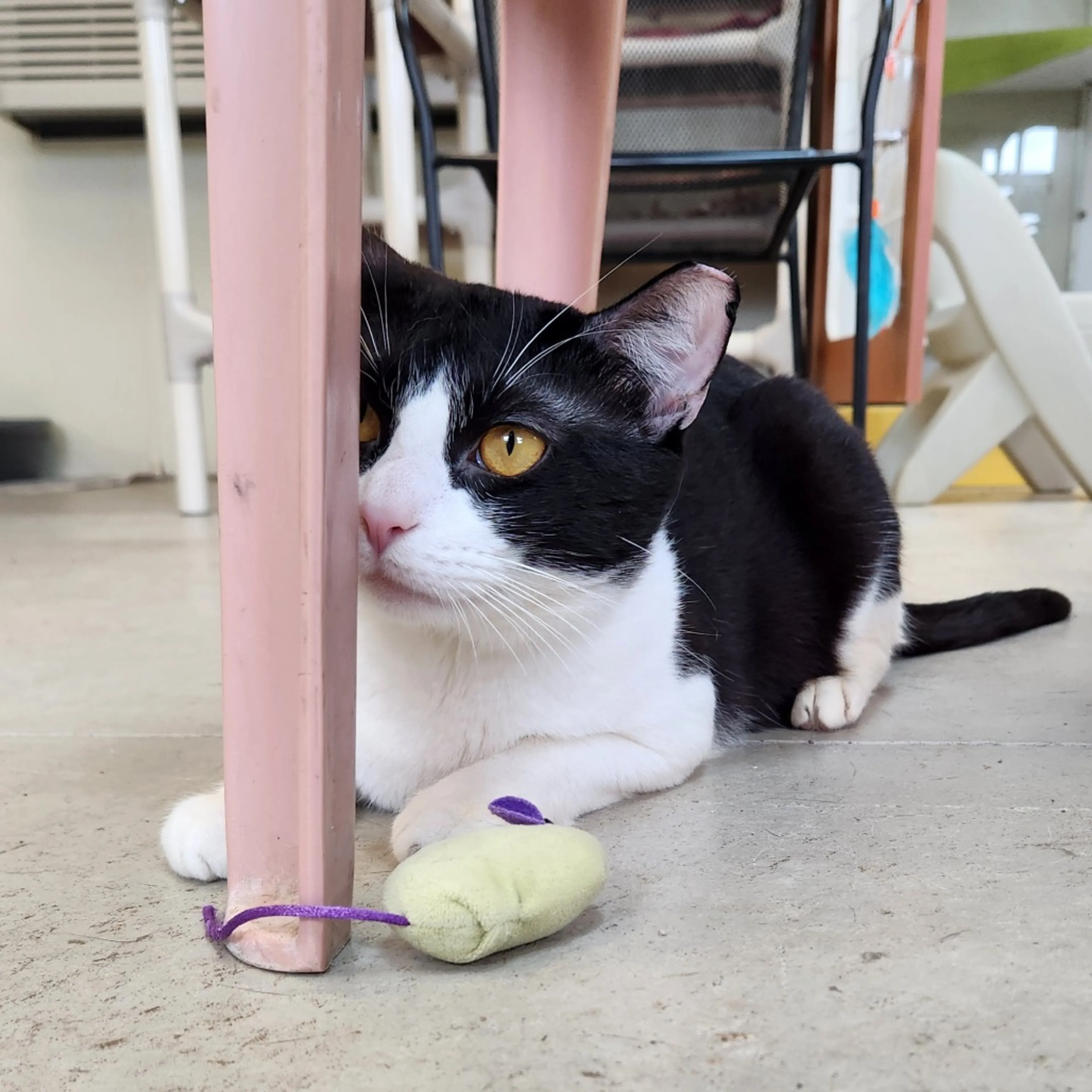 Found pet-11