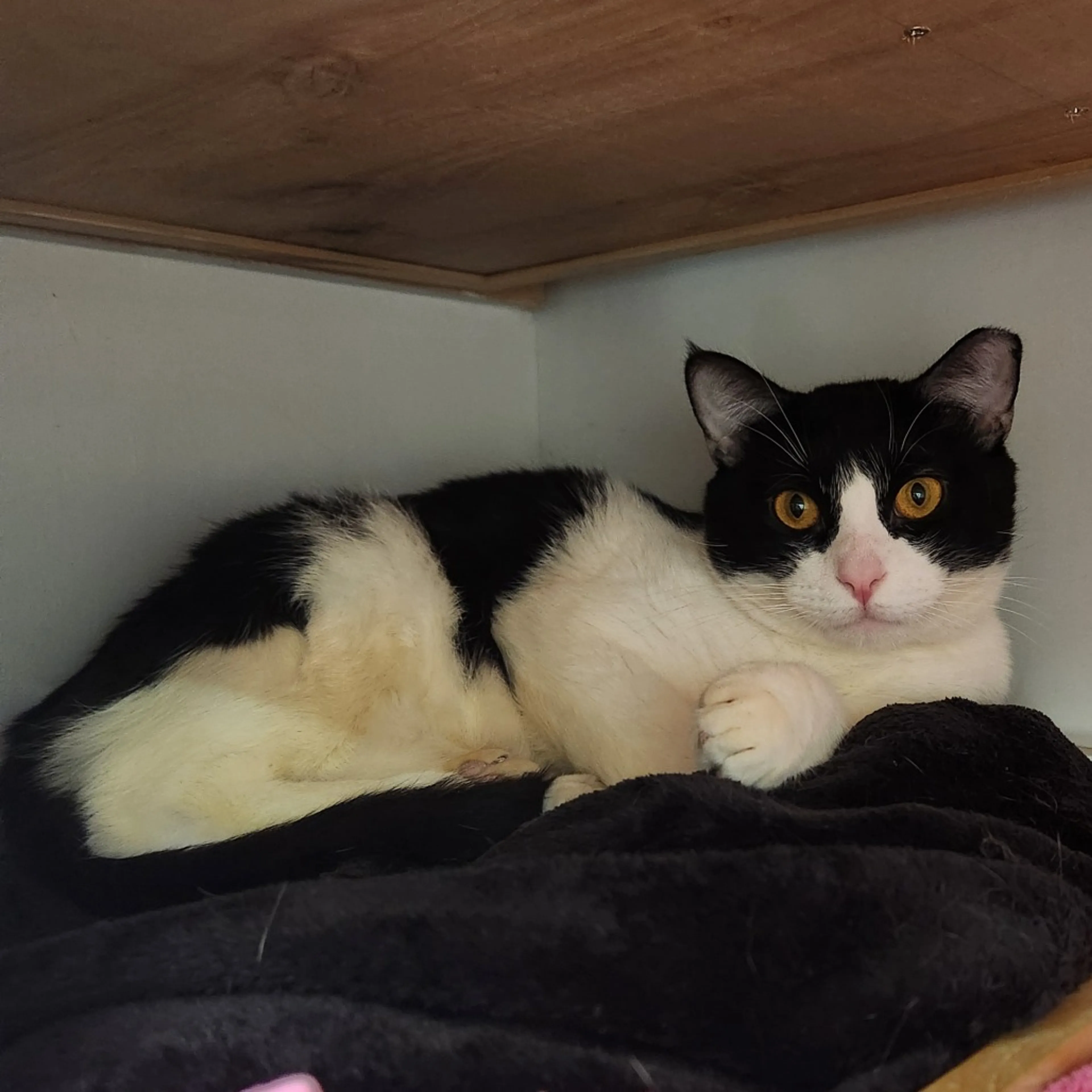 Found pet-19