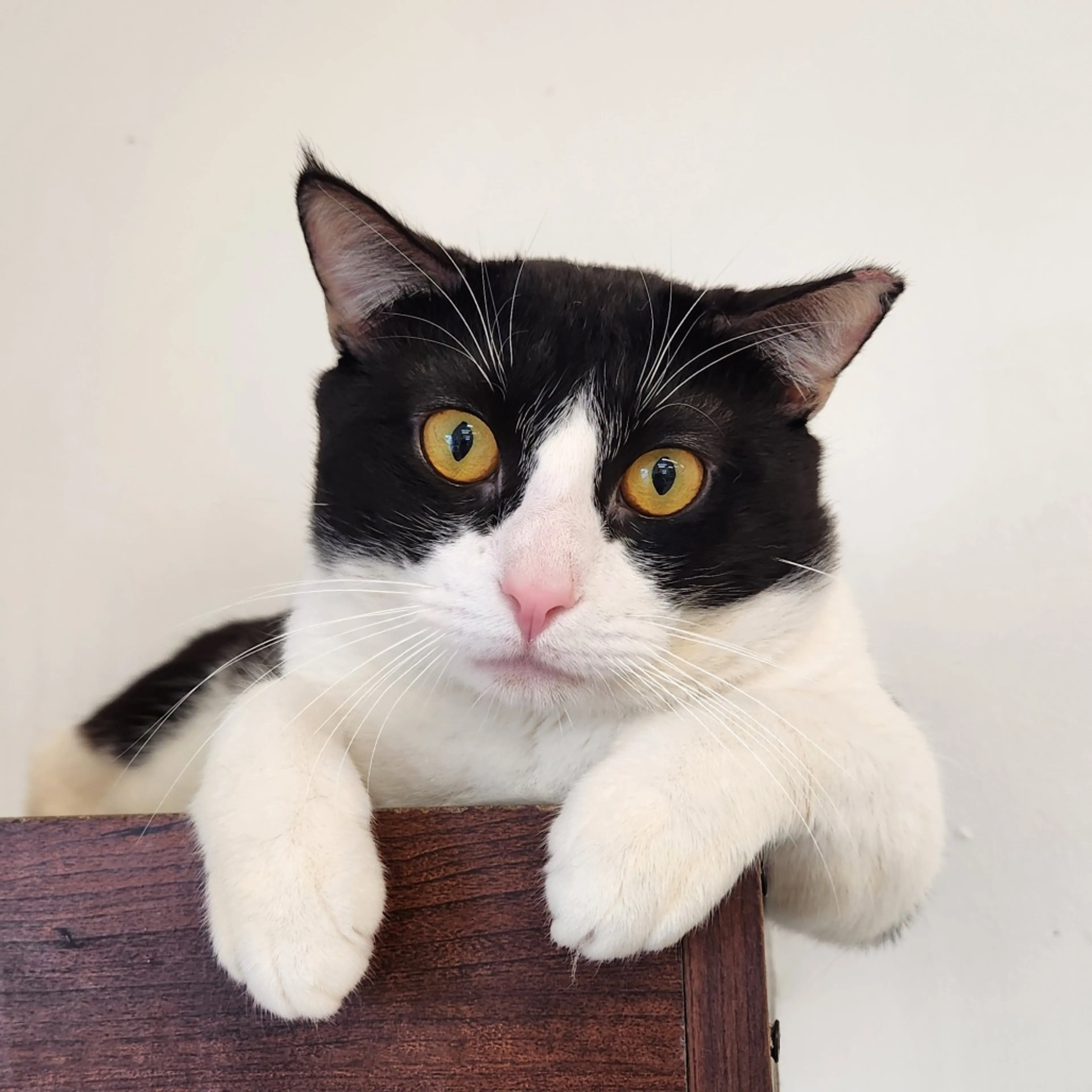 Found pet-6