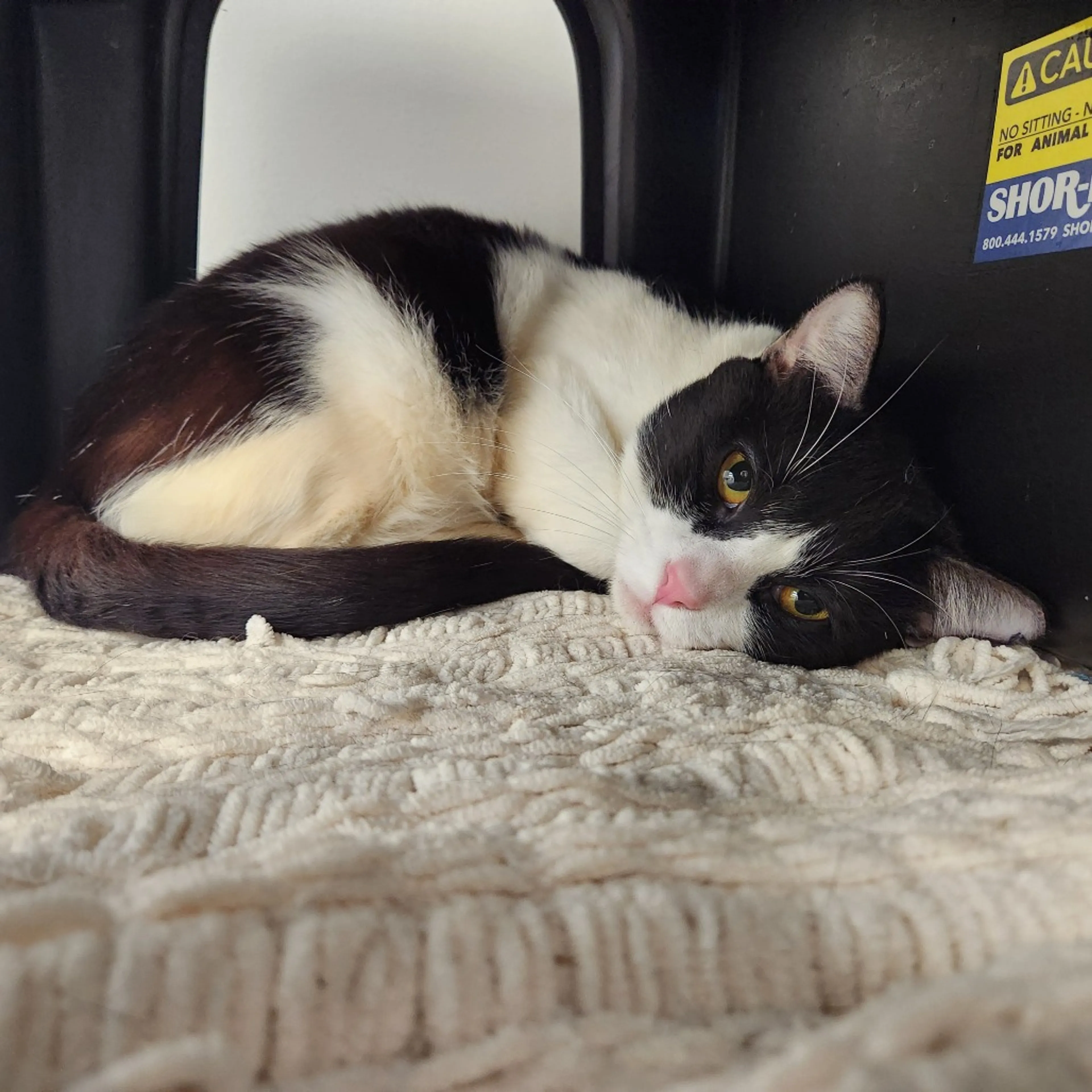 Found pet-17