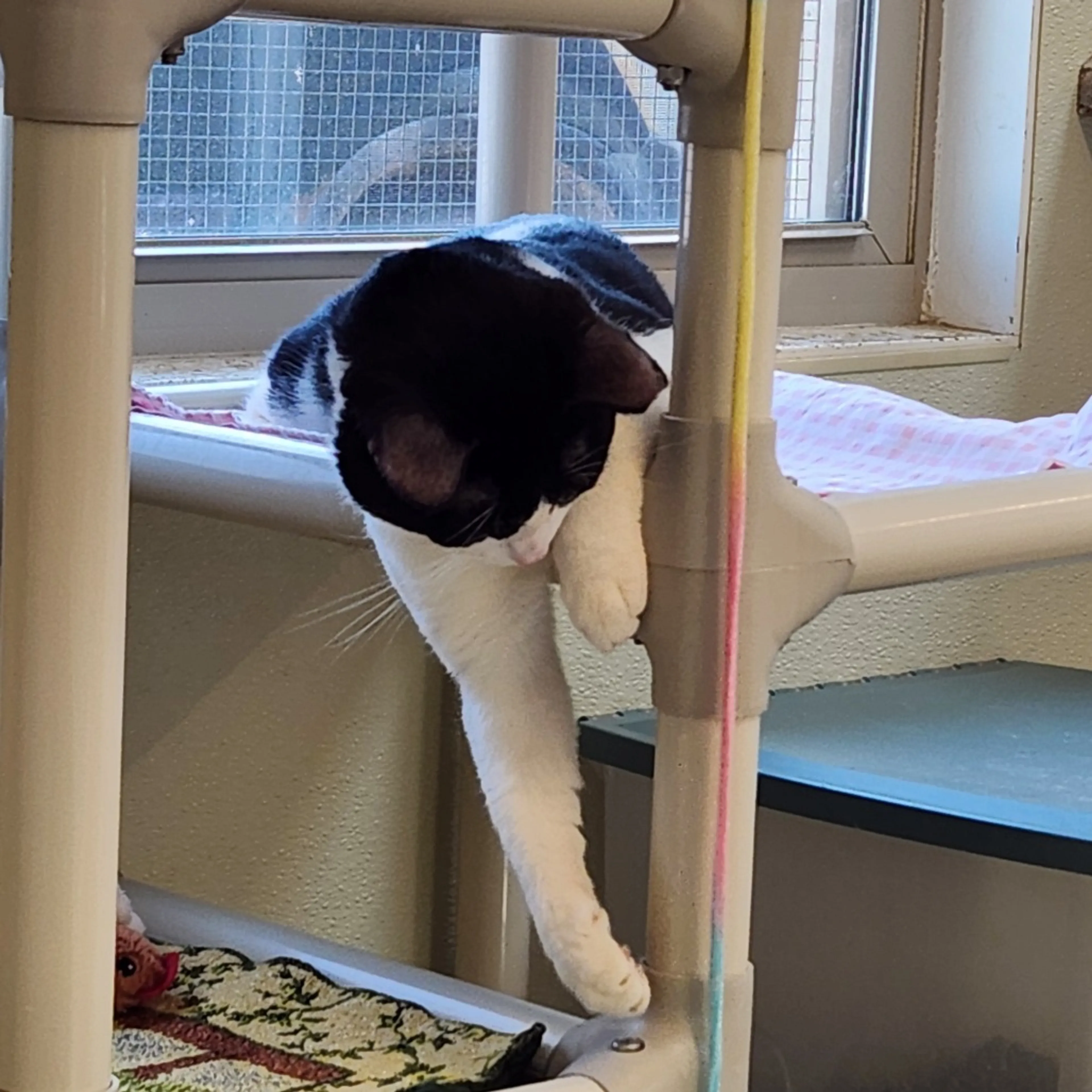 Found pet-13