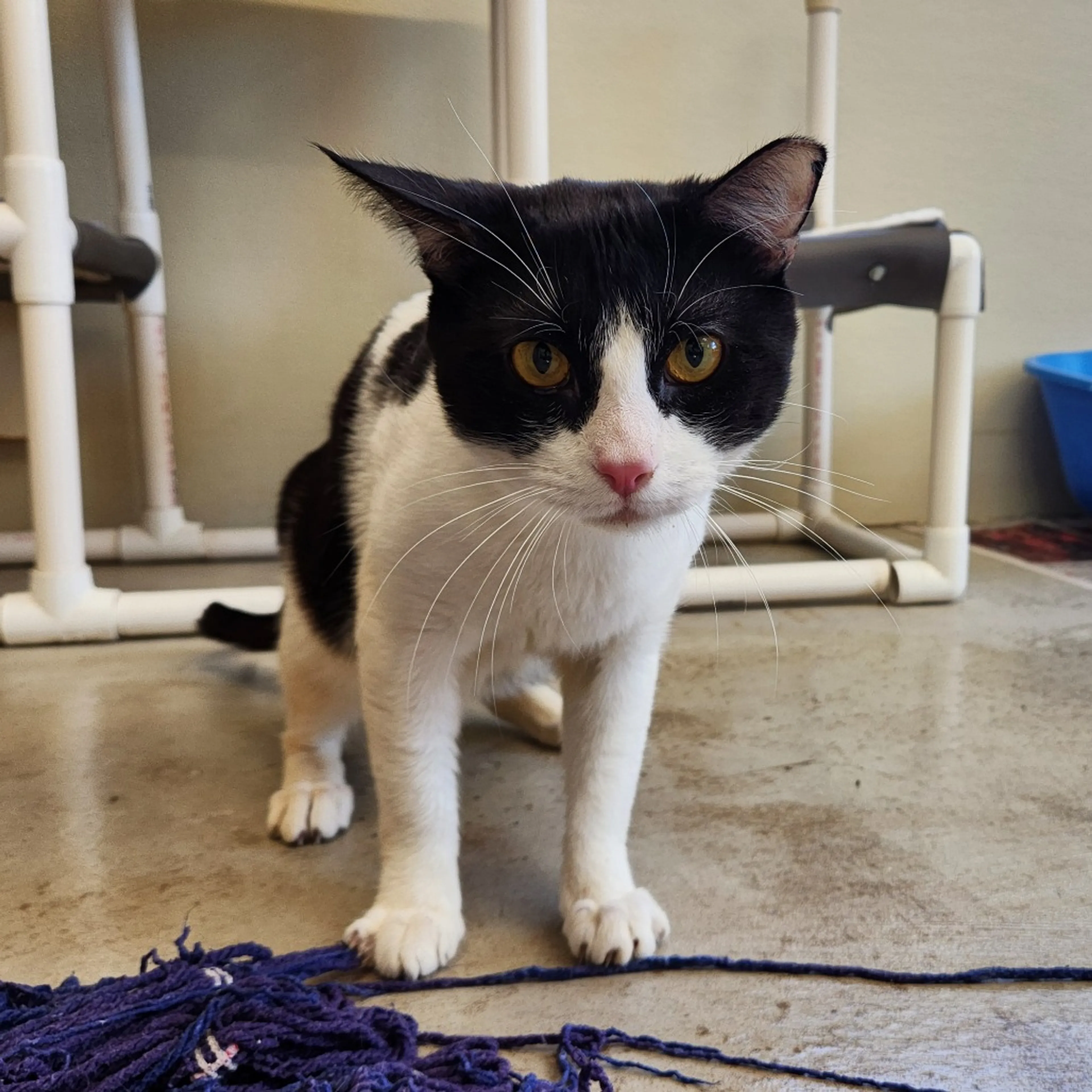 Found pet-18