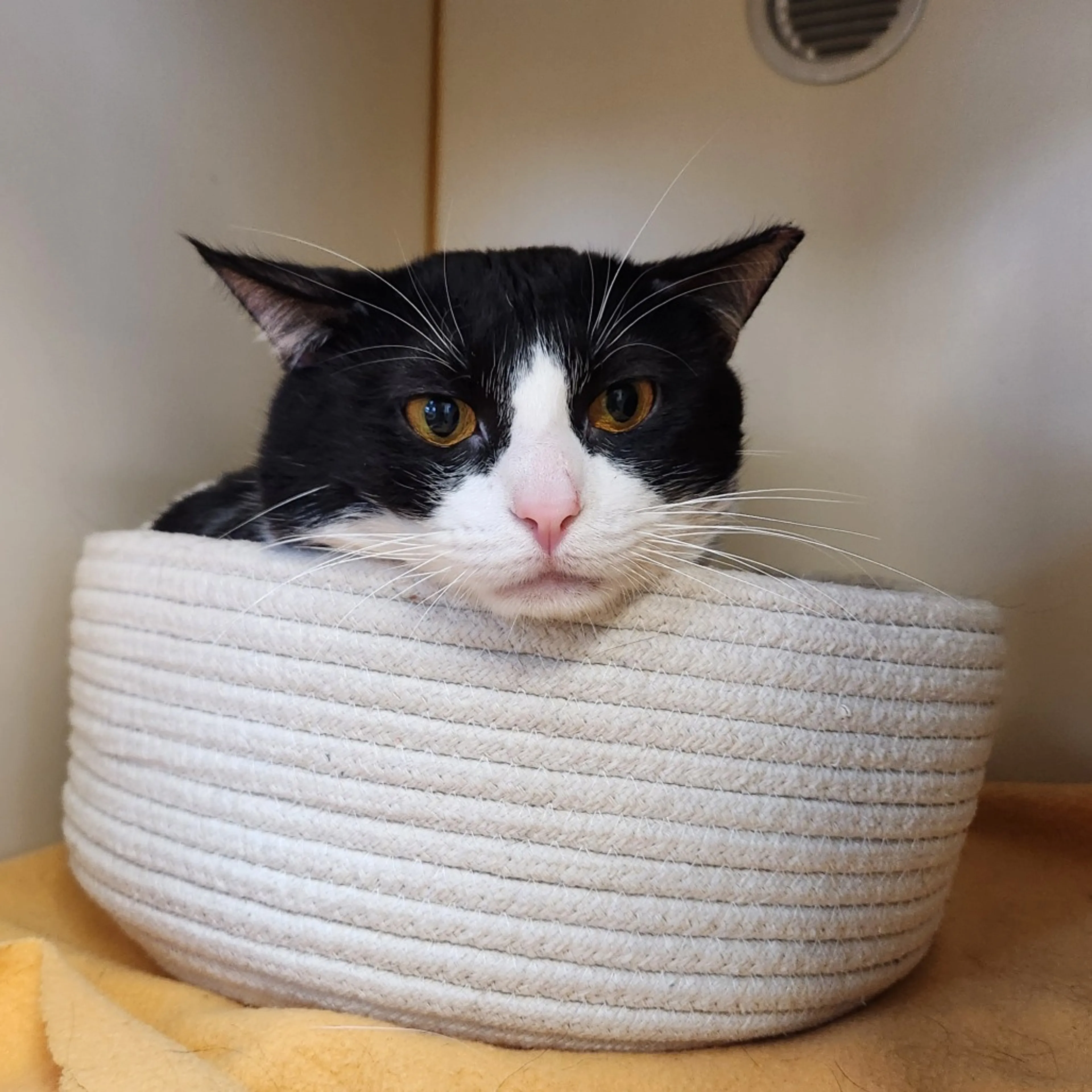 Found pet-3