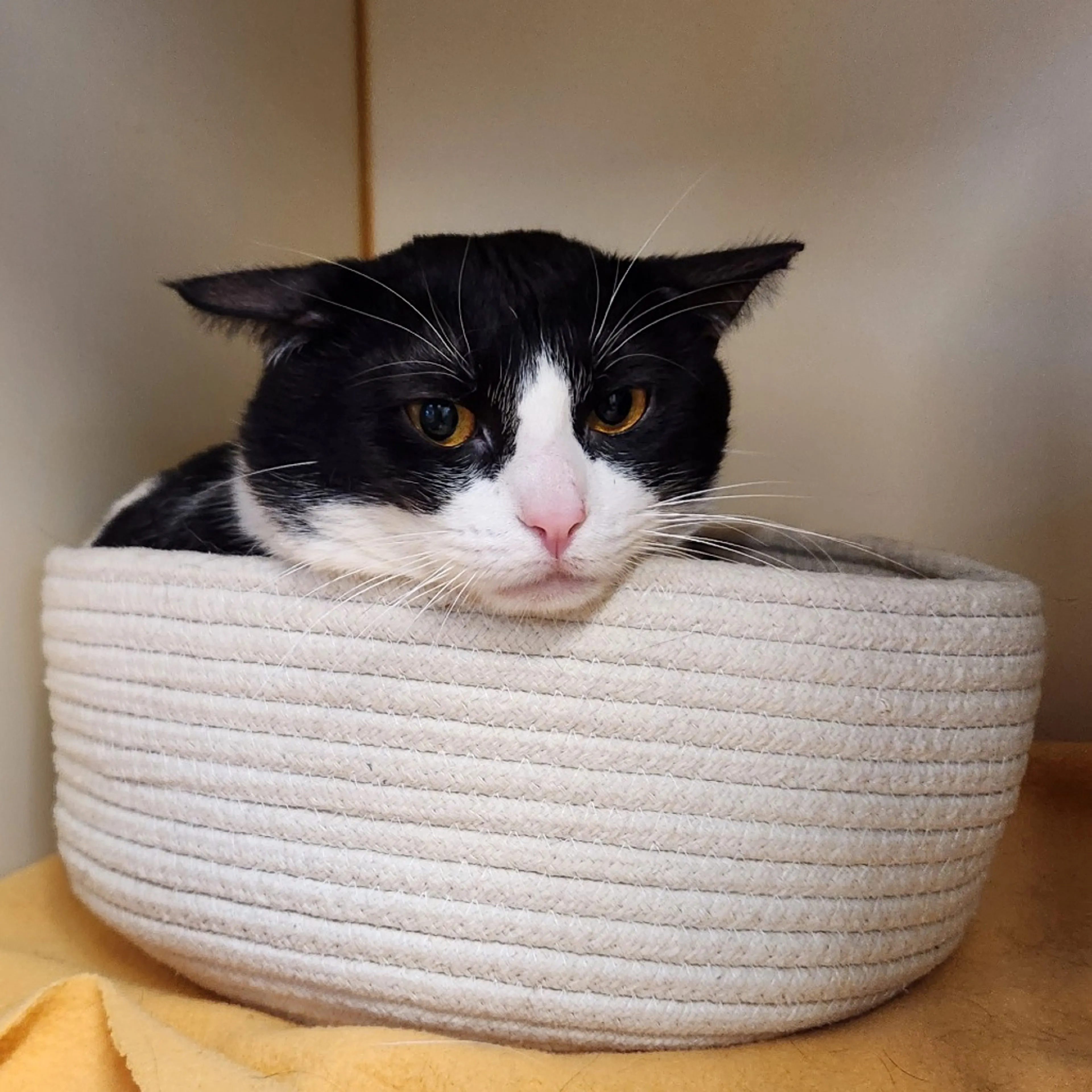 Found pet-2