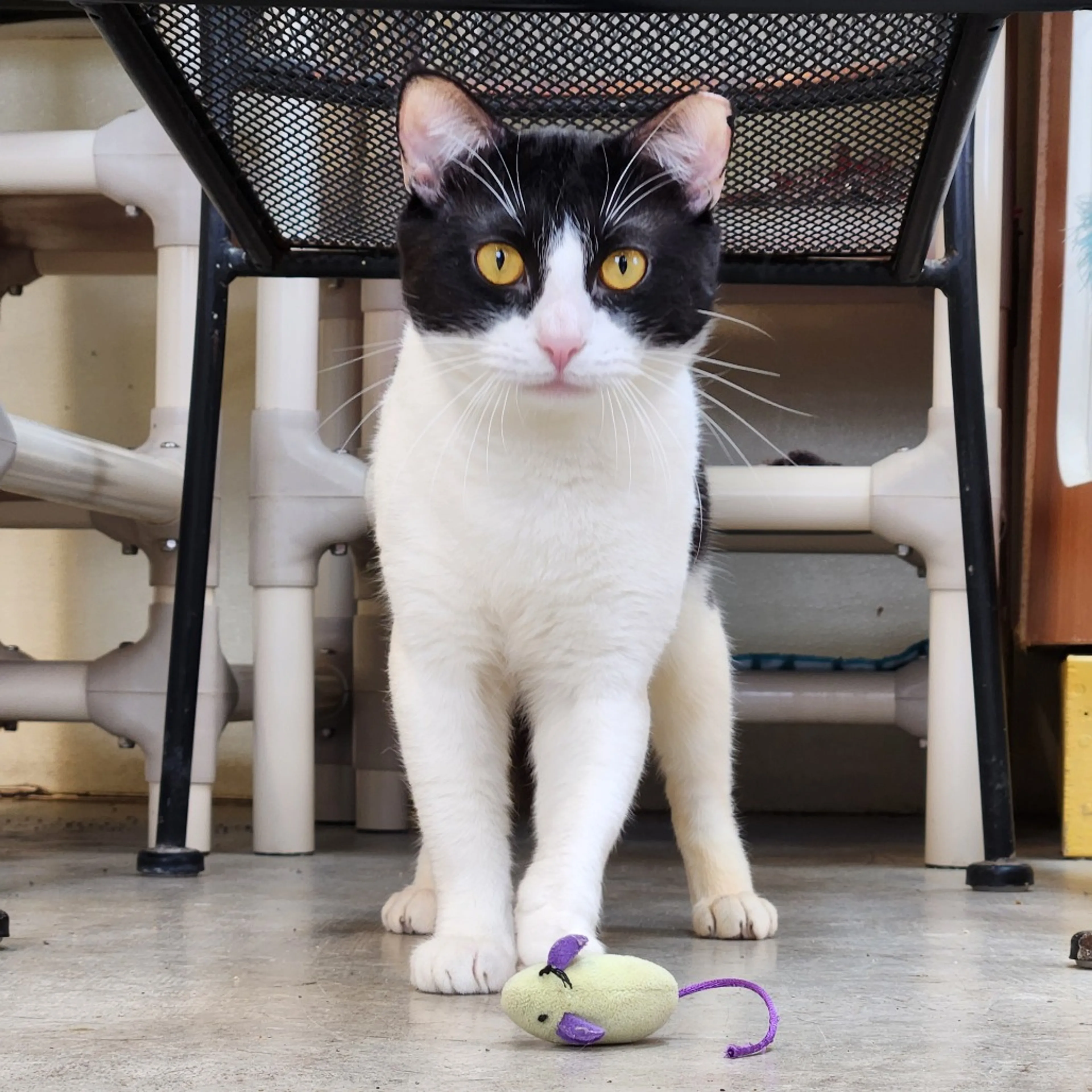 Found pet-9
